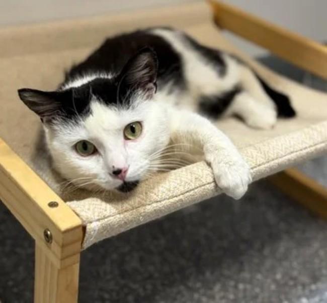 DR DRE, a Adoptable Domestic Short Hair in Madison, WI image 2/3