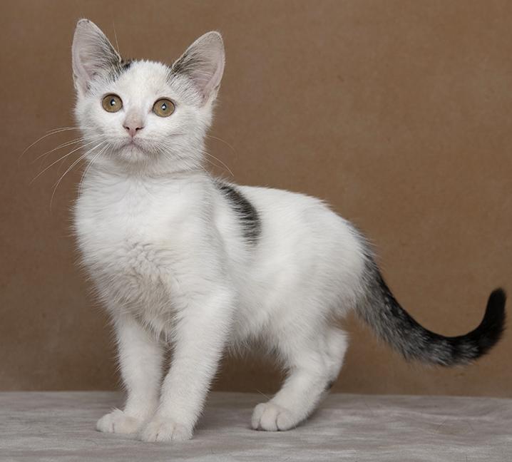 Ashley, a ADOPTABLE Domestic Short Hair in Chicago, IL image 4/5