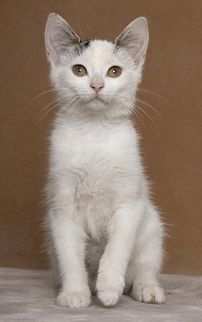 Ashley, a ADOPTABLE Domestic Short Hair in Chicago, IL image 1/5