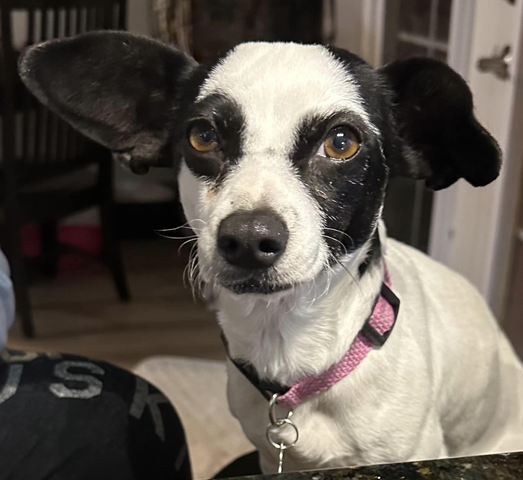 Enlarge Vesta, a Adoptable Chihuahua in West Richland, WA image 1/4