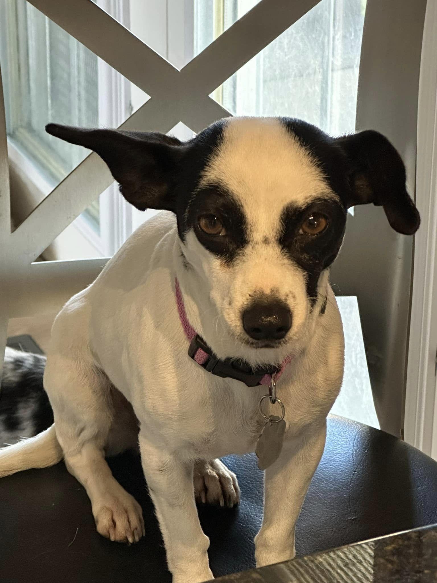 Enlarge Vesta, a Adoptable Chihuahua in West Richland, WA image 2/4