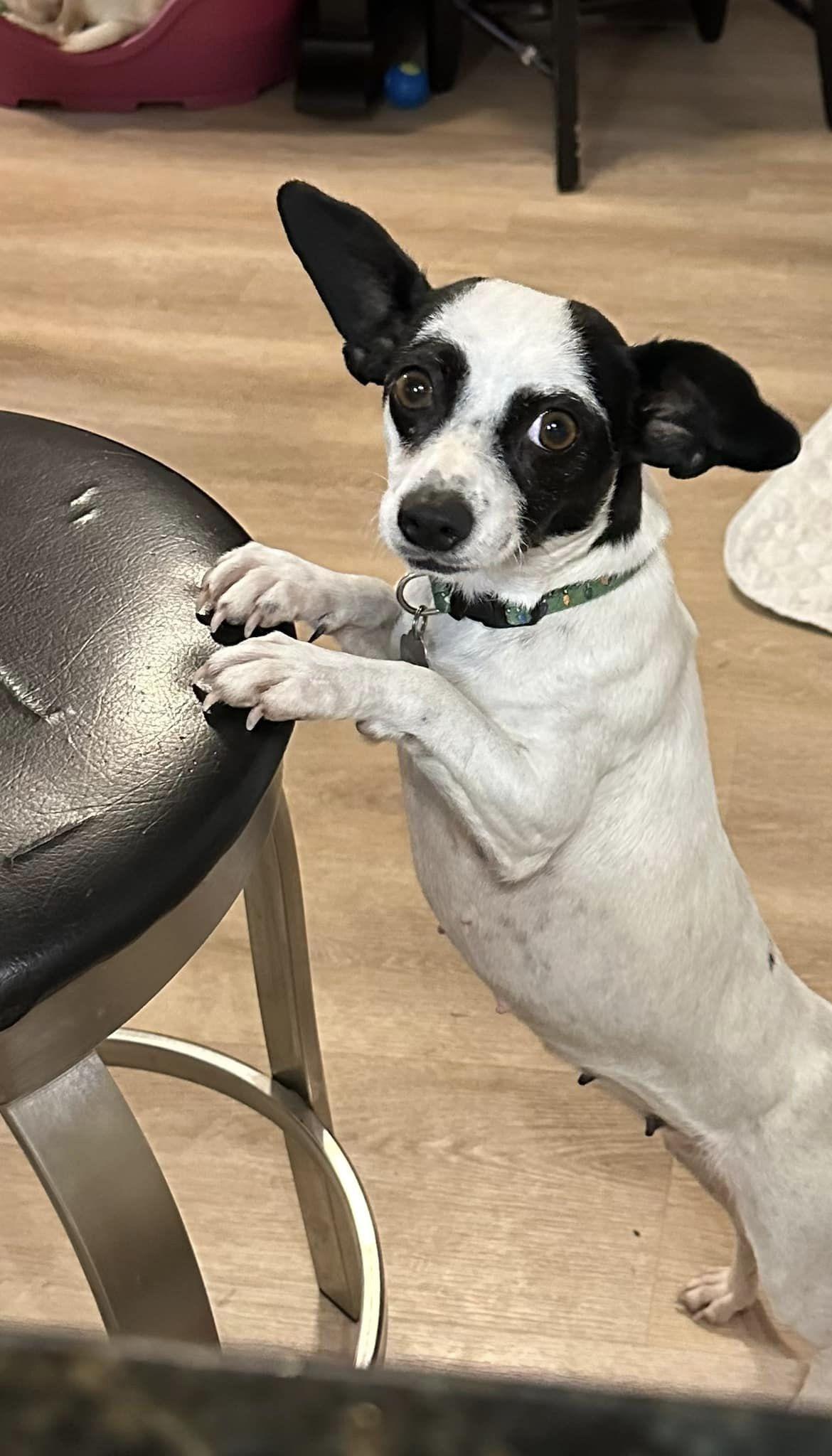 Enlarge Vesta, a Adoptable Chihuahua in West Richland, WA image 3/4