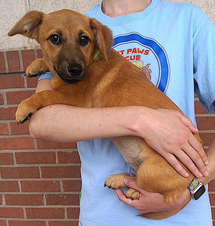 Elena, an adoptable mixed breed in Carrollton, TX image 2/2