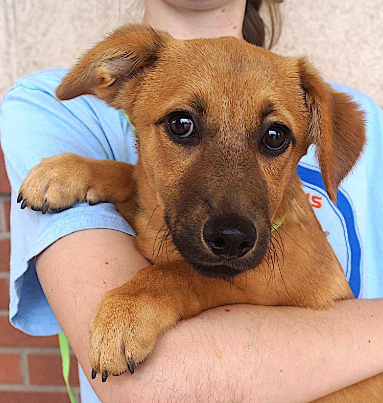 Elena, an adoptable mixed breed in Carrollton, TX image 1/2