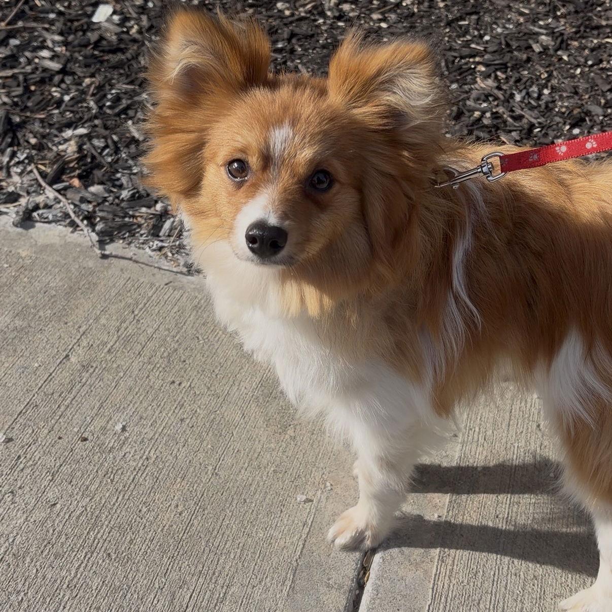 Brioche, Adopted, Young Male Chihuahua & Shetland Sheepdog / Sheltie.
