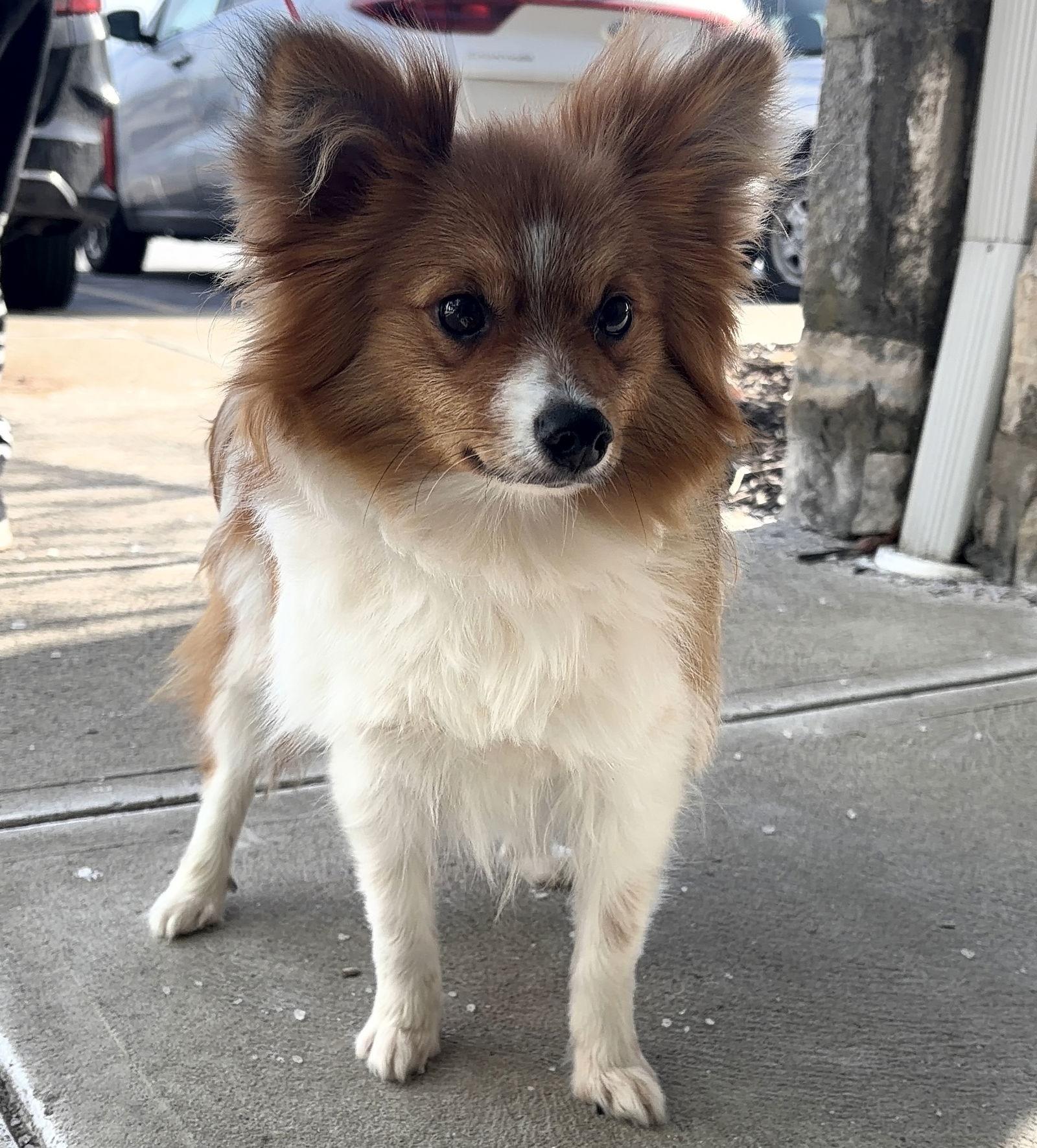 Brioche, a Adopted mixed breed in Dublin, OH image 2/3