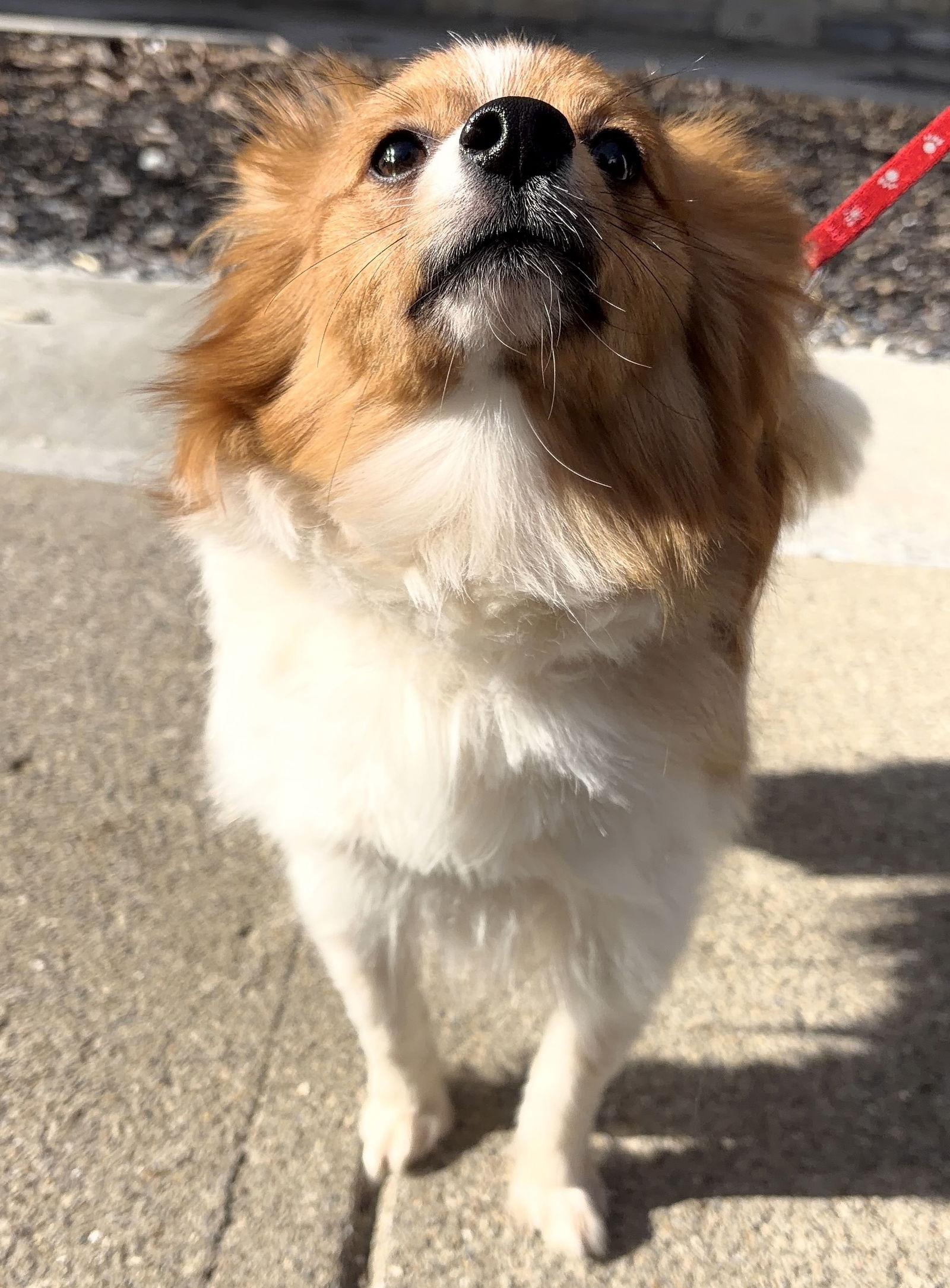 Brioche, a Adopted mixed breed in Dublin, OH image 3/3