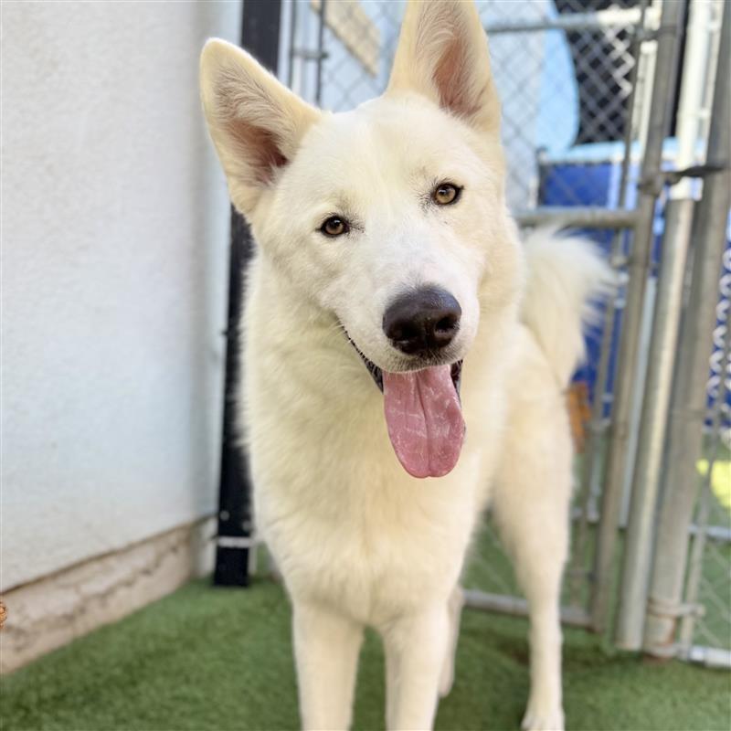 Enlarge Chip, a Adoptable mixed breed in Long Beach, CA image 1/5