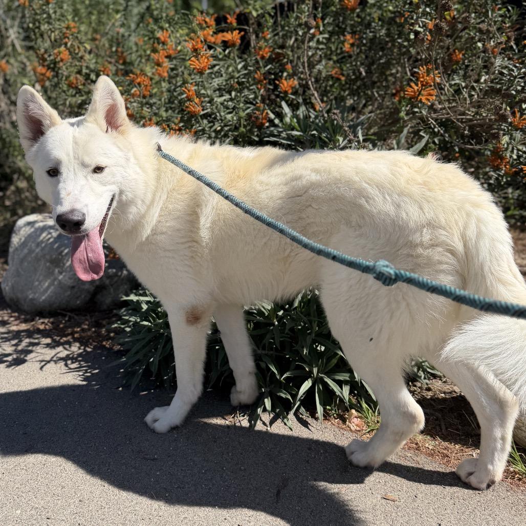 Enlarge Chip, a Adoptable mixed breed in Long Beach, CA image 3/5