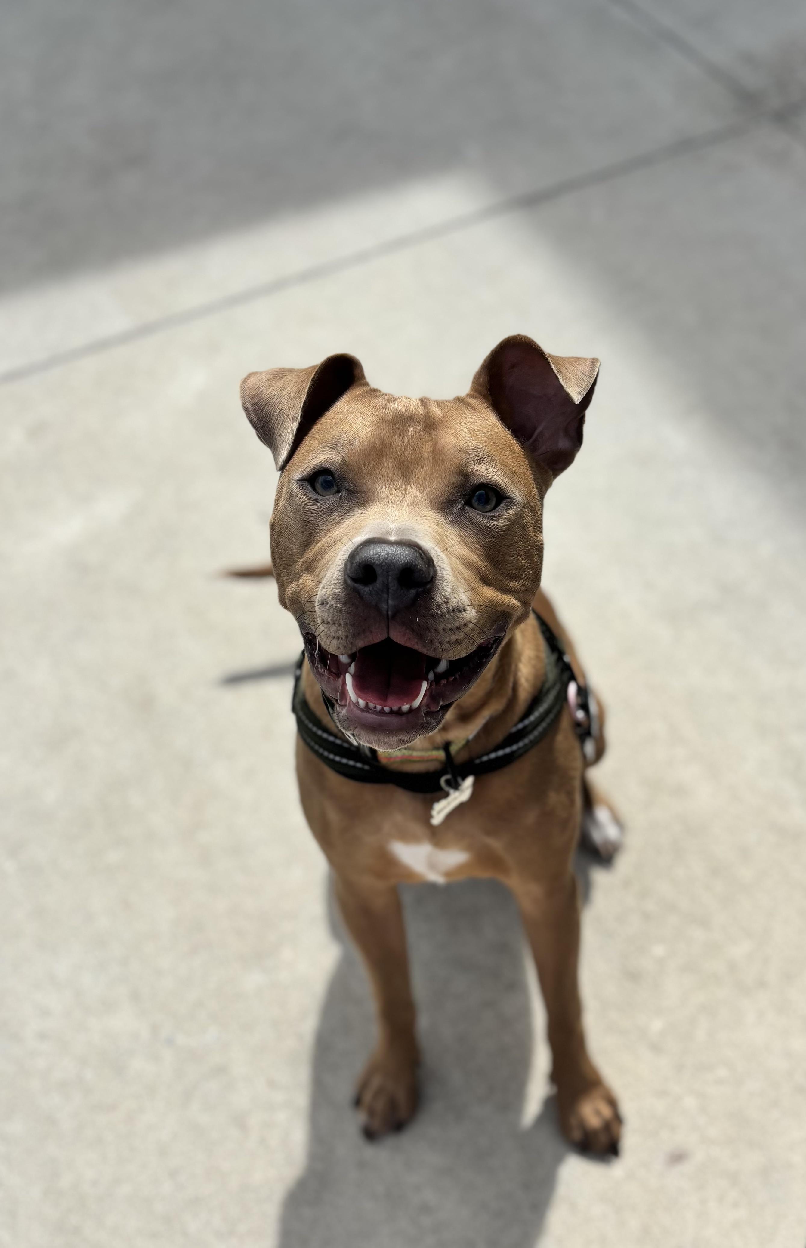 Enlarge Jeremiah, a ADOPTABLE mixed breed in Mount Pleasant, SC image 2/2