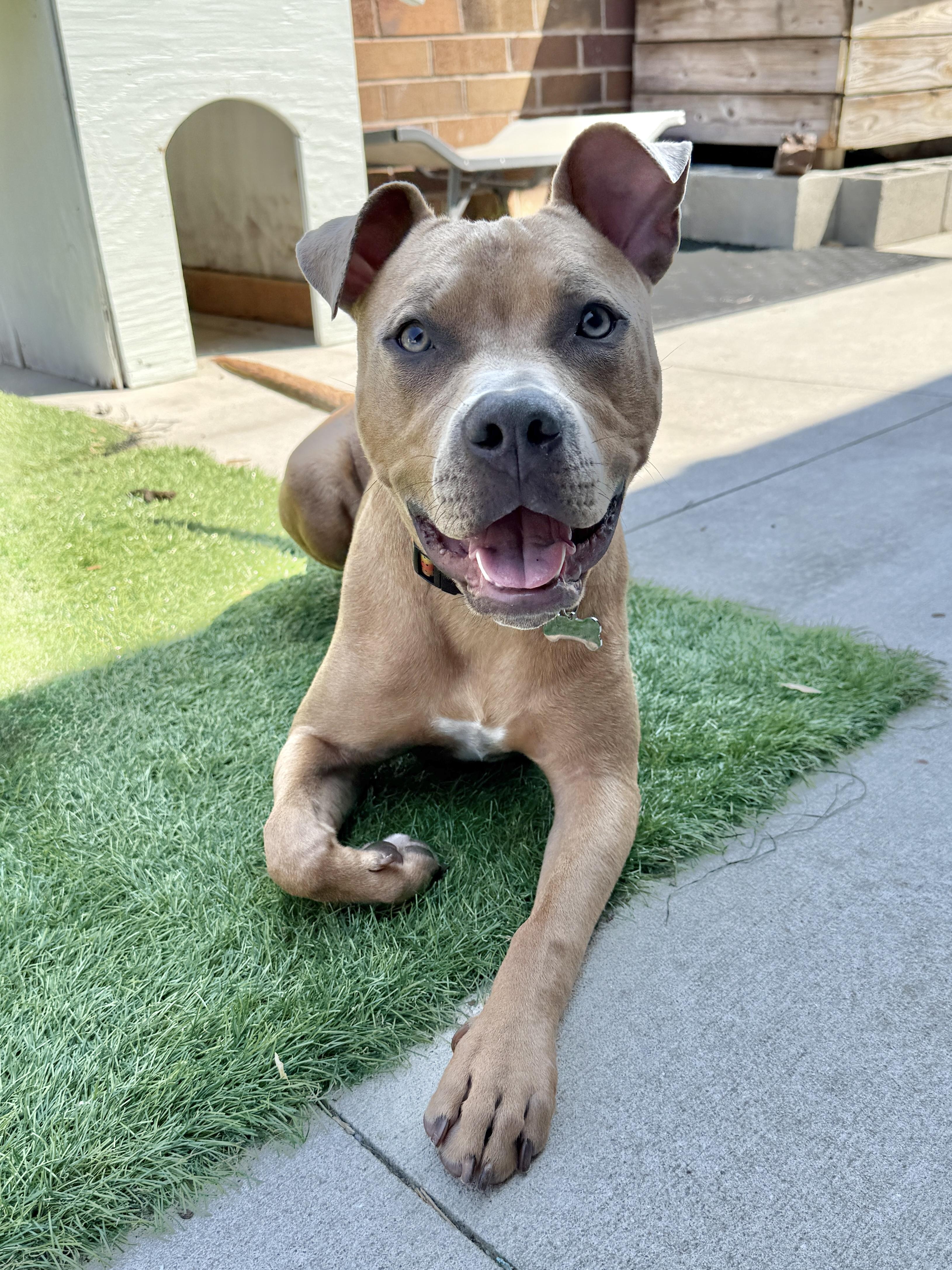 Jeremiah, ADOPTABLE, Young Male American Staffordshire Terrier.