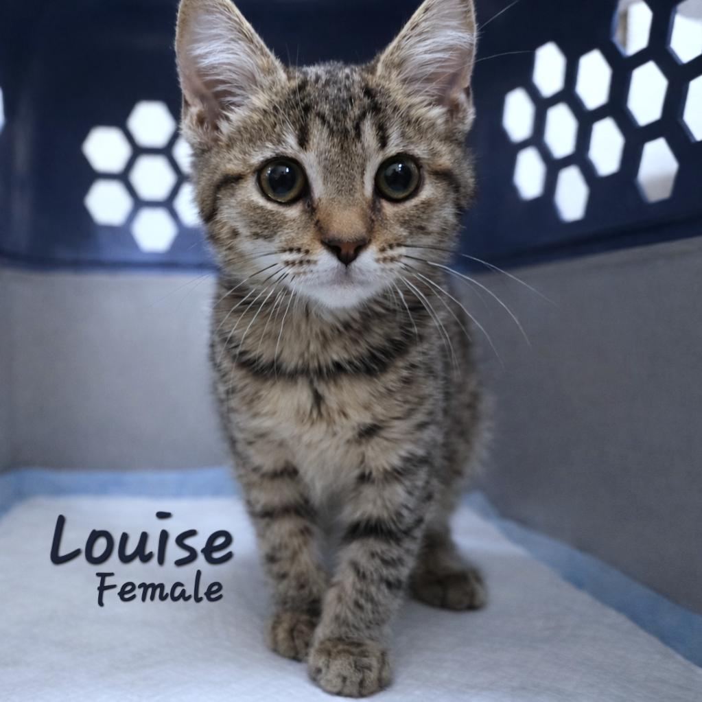 Louise, adopted, Kitten Female Tabby.
