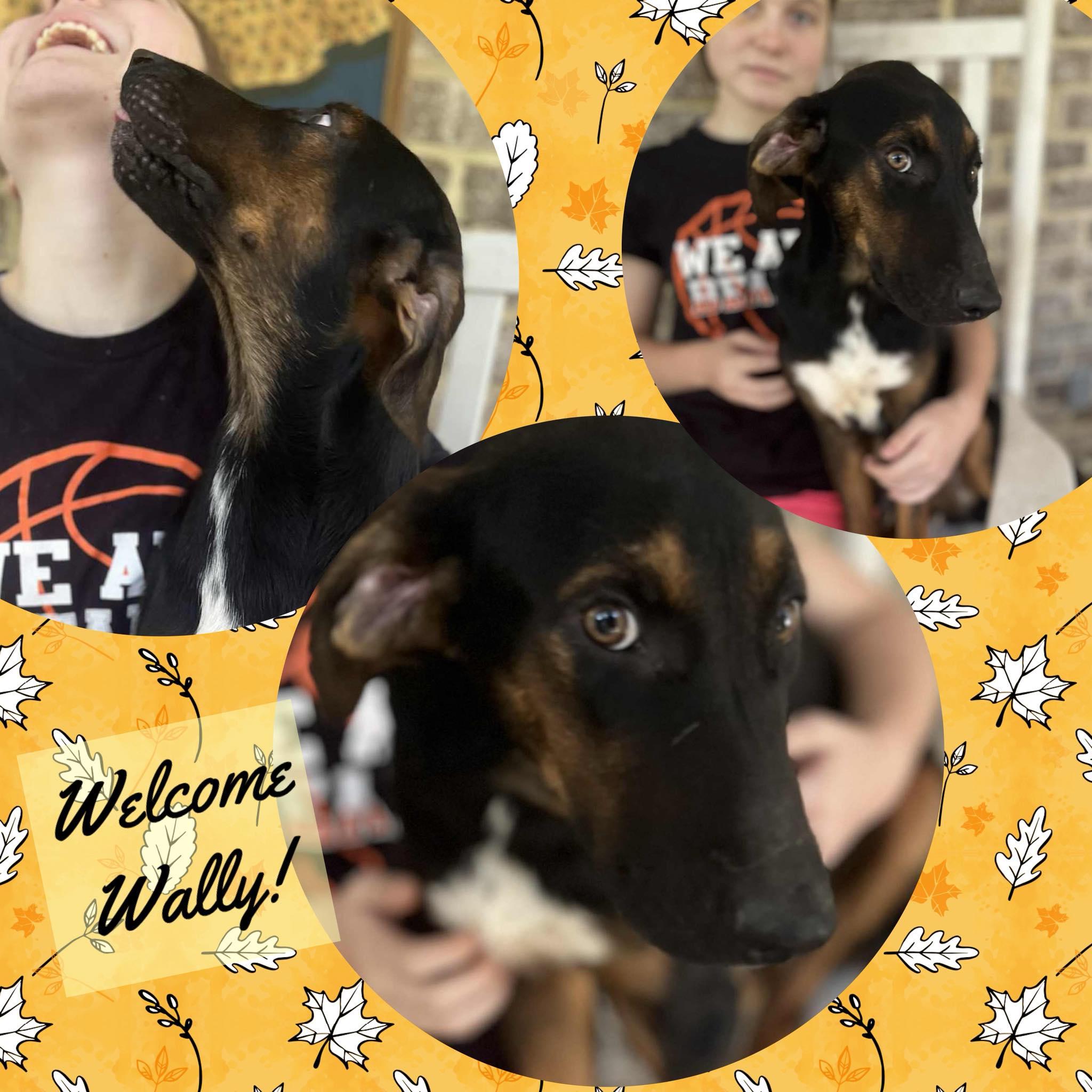 Wally, Adoptable, Puppy Male Black and Tan Coonhound & Labrador Retriever.