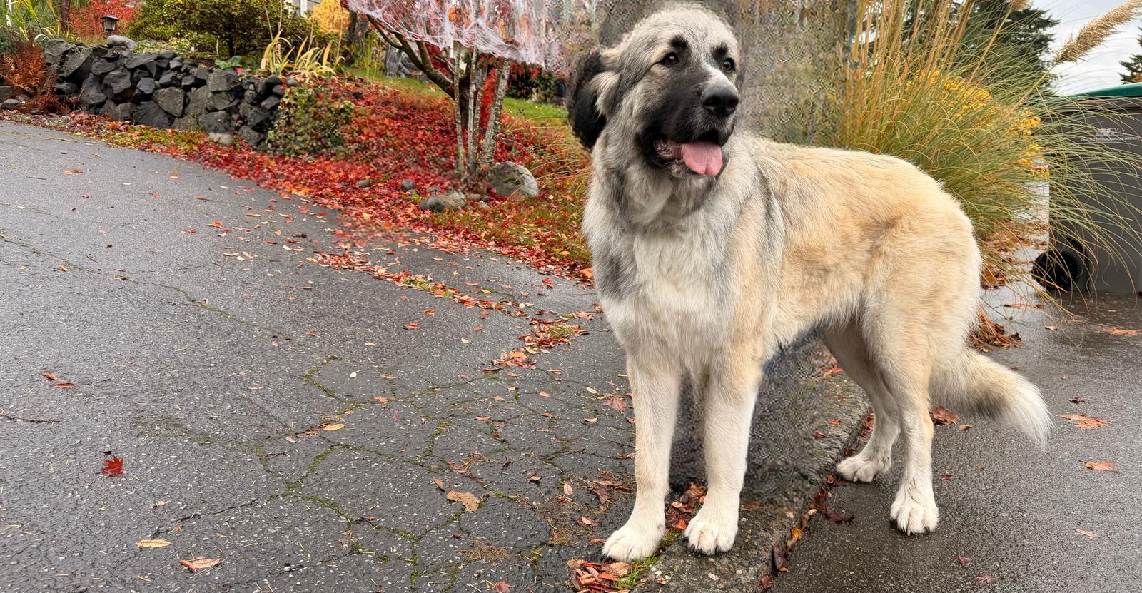 Enlarge Olive (AP), a Adopted Great Pyrenees in Bend, OR image 1/3