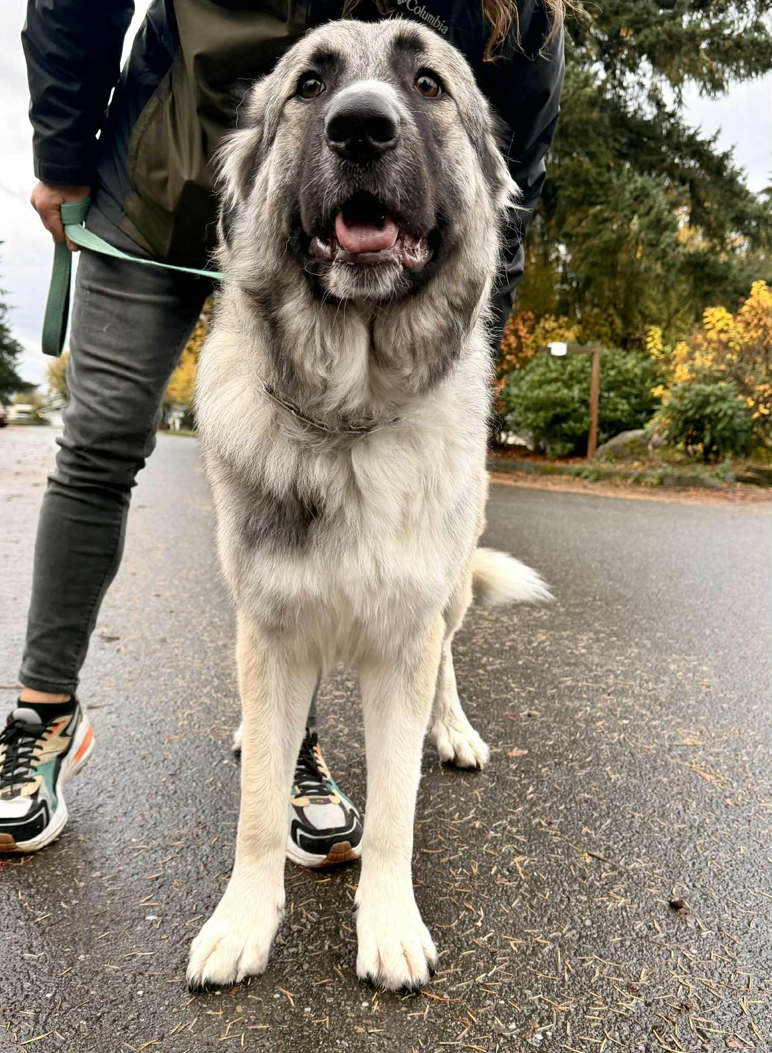 Enlarge Olive (AP), a Adopted Great Pyrenees in Bend, OR image 2/3