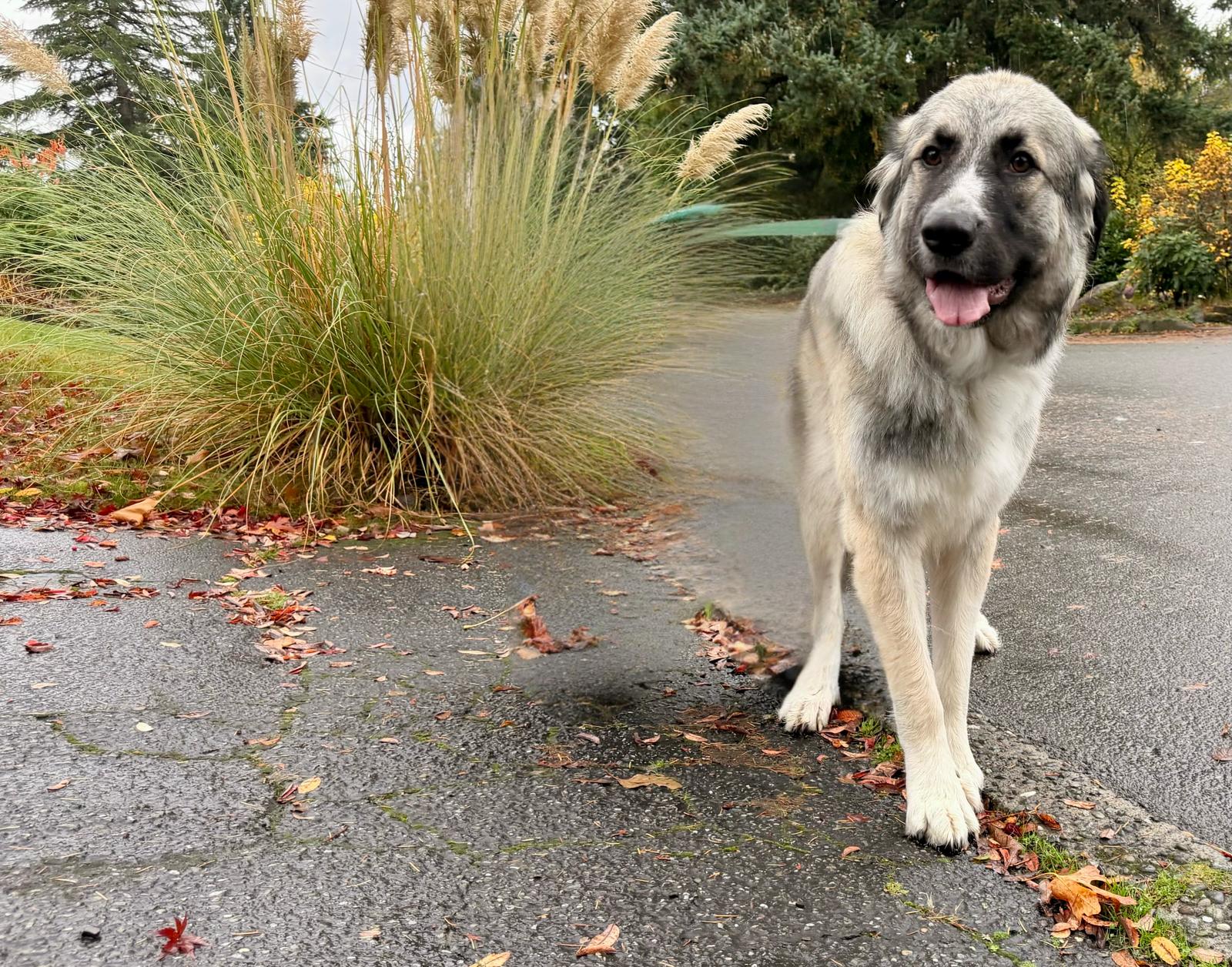 Enlarge Olive (AP), a Adopted Great Pyrenees in Bend, OR image 3/3