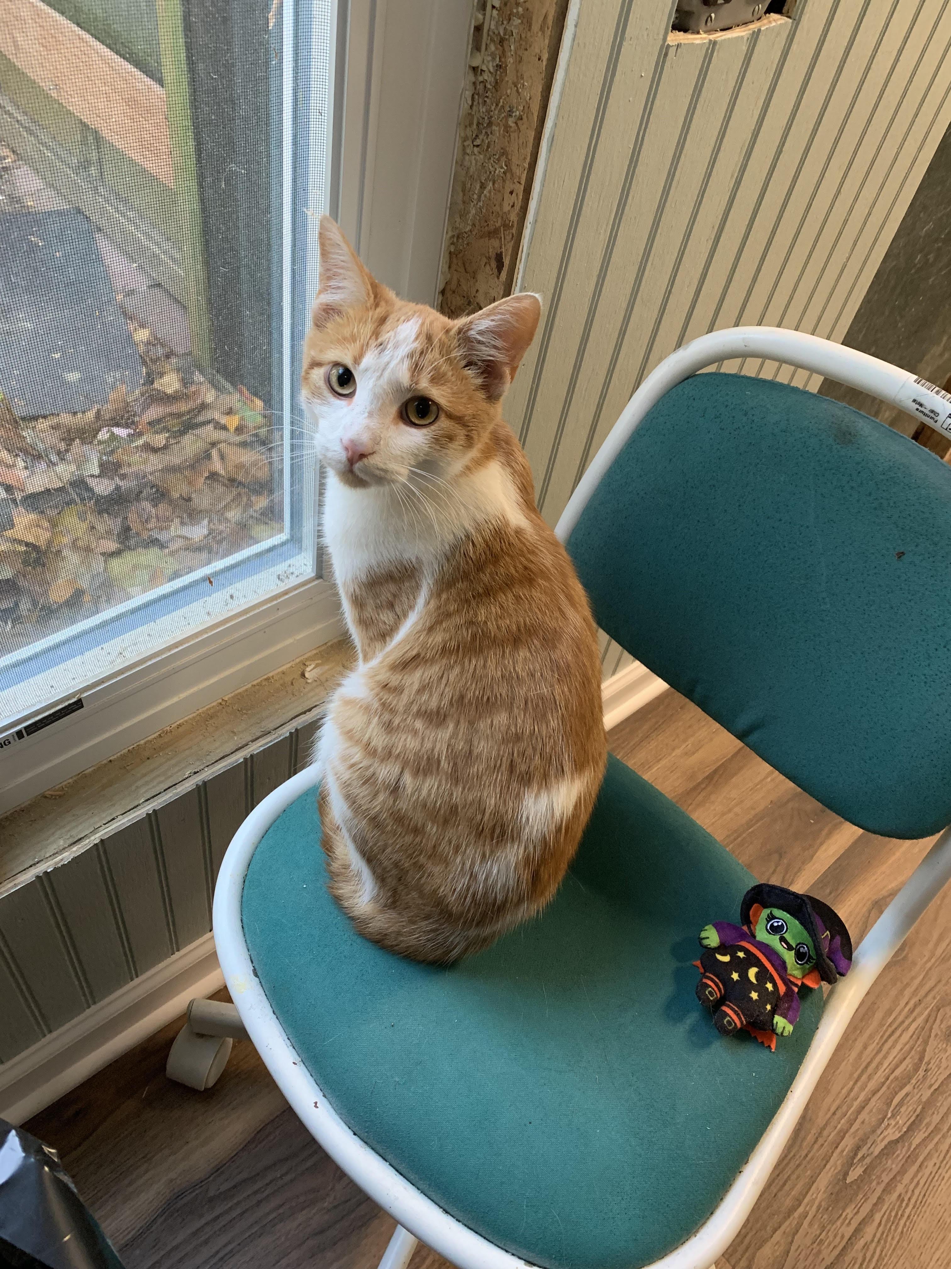 Cider, a Adoptable Domestic Short Hair in Annapolis, MD image 1/4