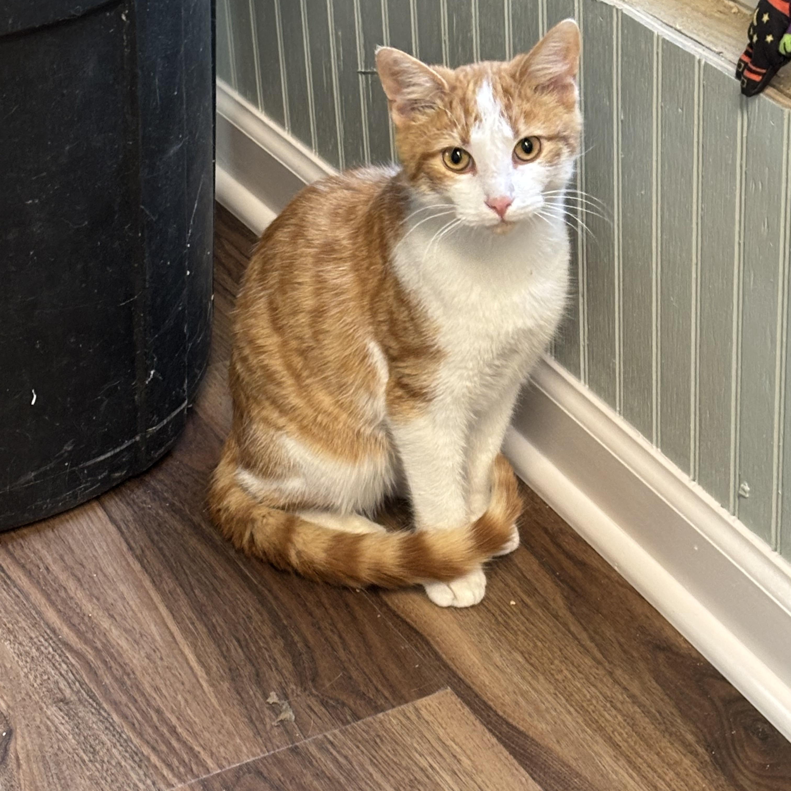 Cider, a Adoptable Domestic Short Hair in Annapolis, MD image 2/4