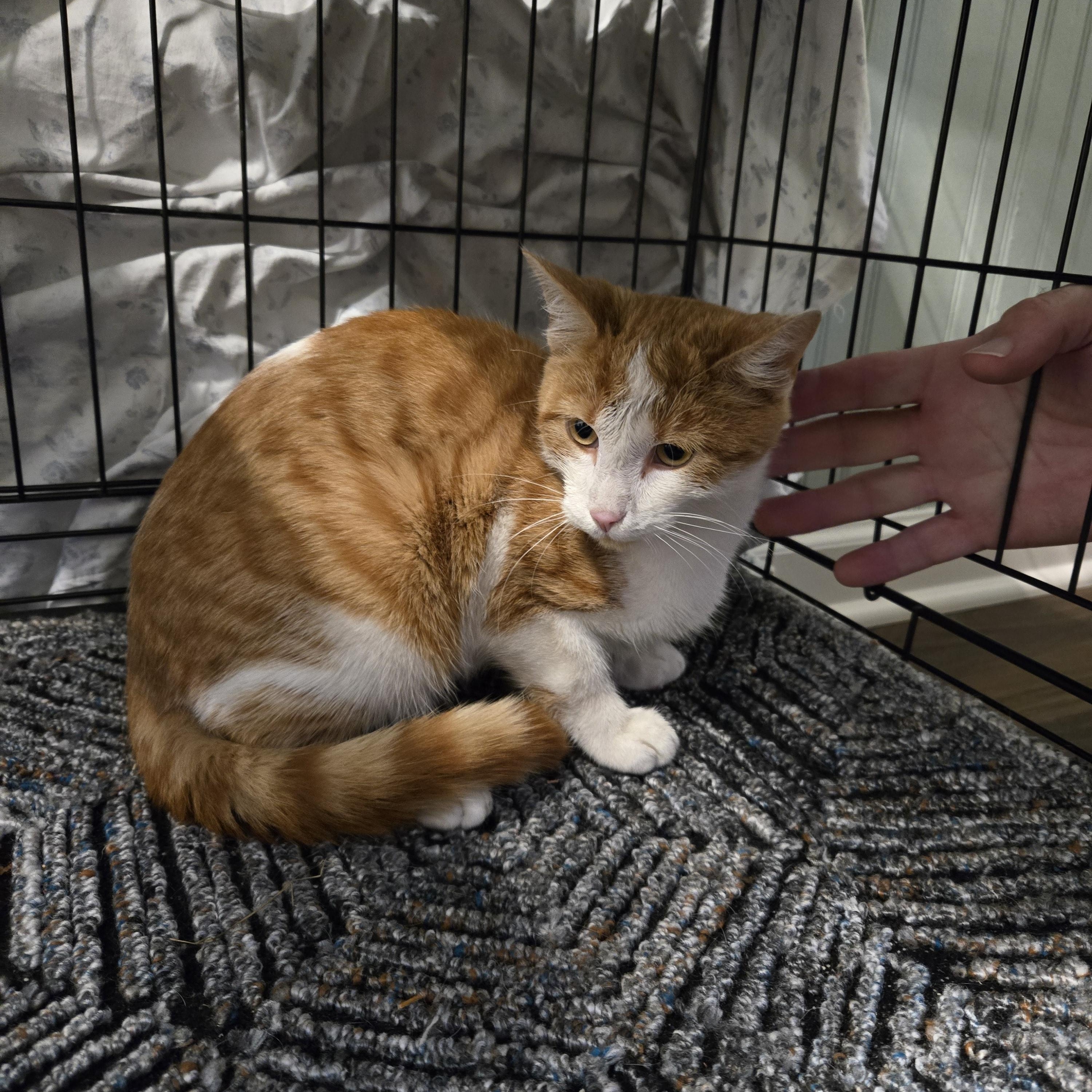 Cider, a Adoptable Domestic Short Hair in Annapolis, MD image 3/4