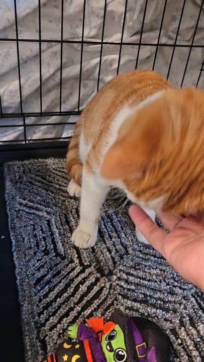 Enlarge Cider, a Adoptable Domestic Short Hair in Annapolis, MD video 4/4