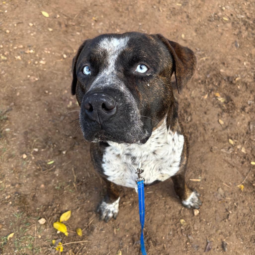 Holden Caulfield thumbnail 2