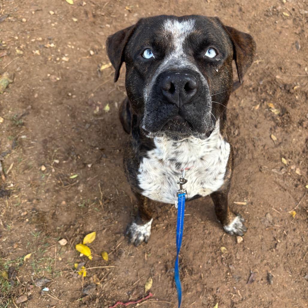 Holden Caulfield thumbnail 3