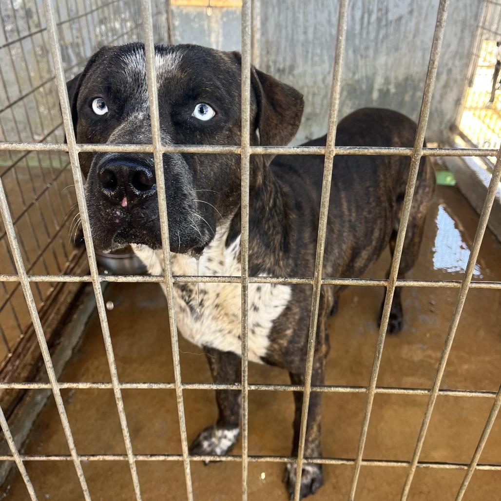 Holden Caulfield thumbnail 4