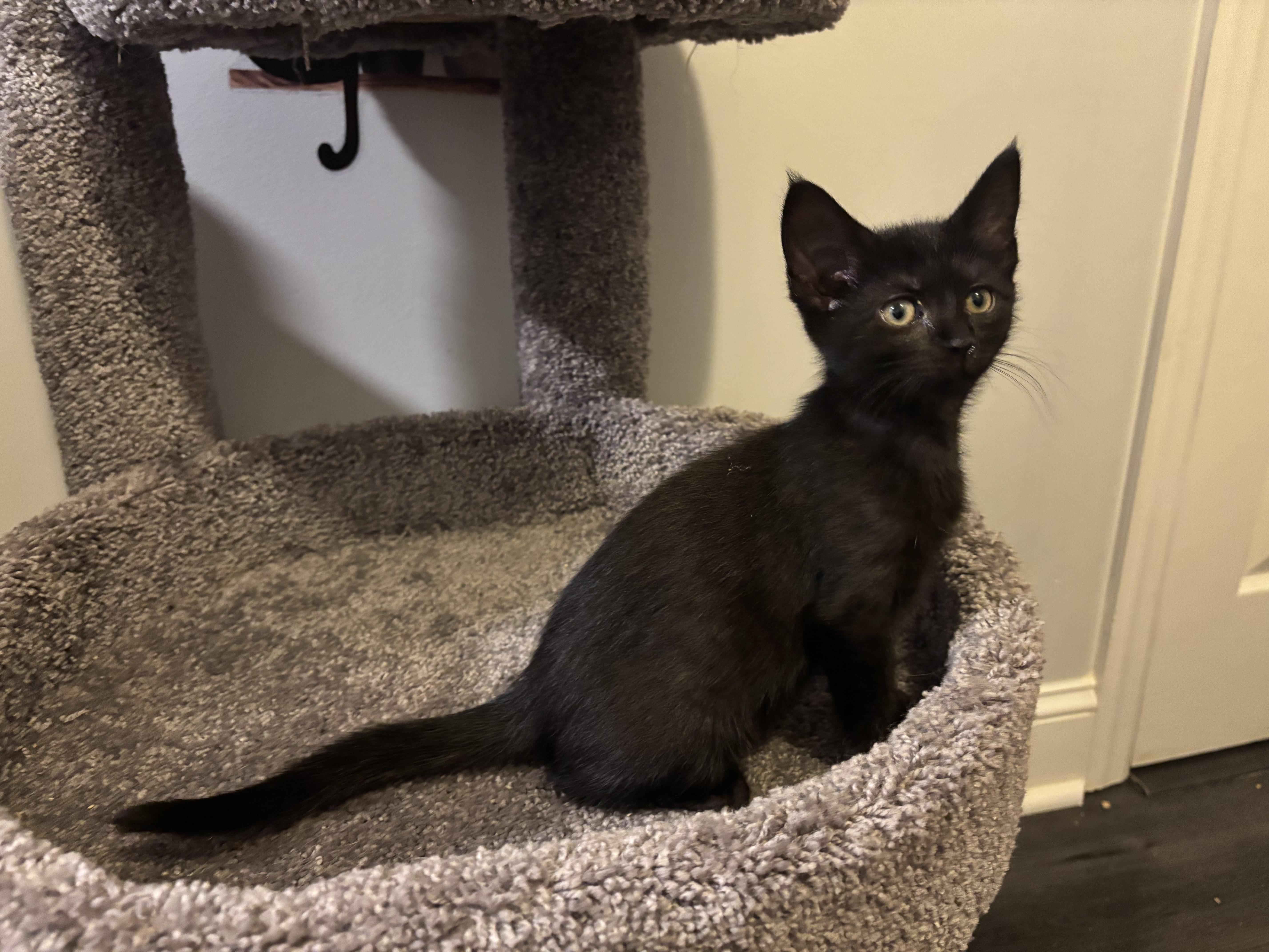 VIOLET - ADOPTION PENDING photo 2