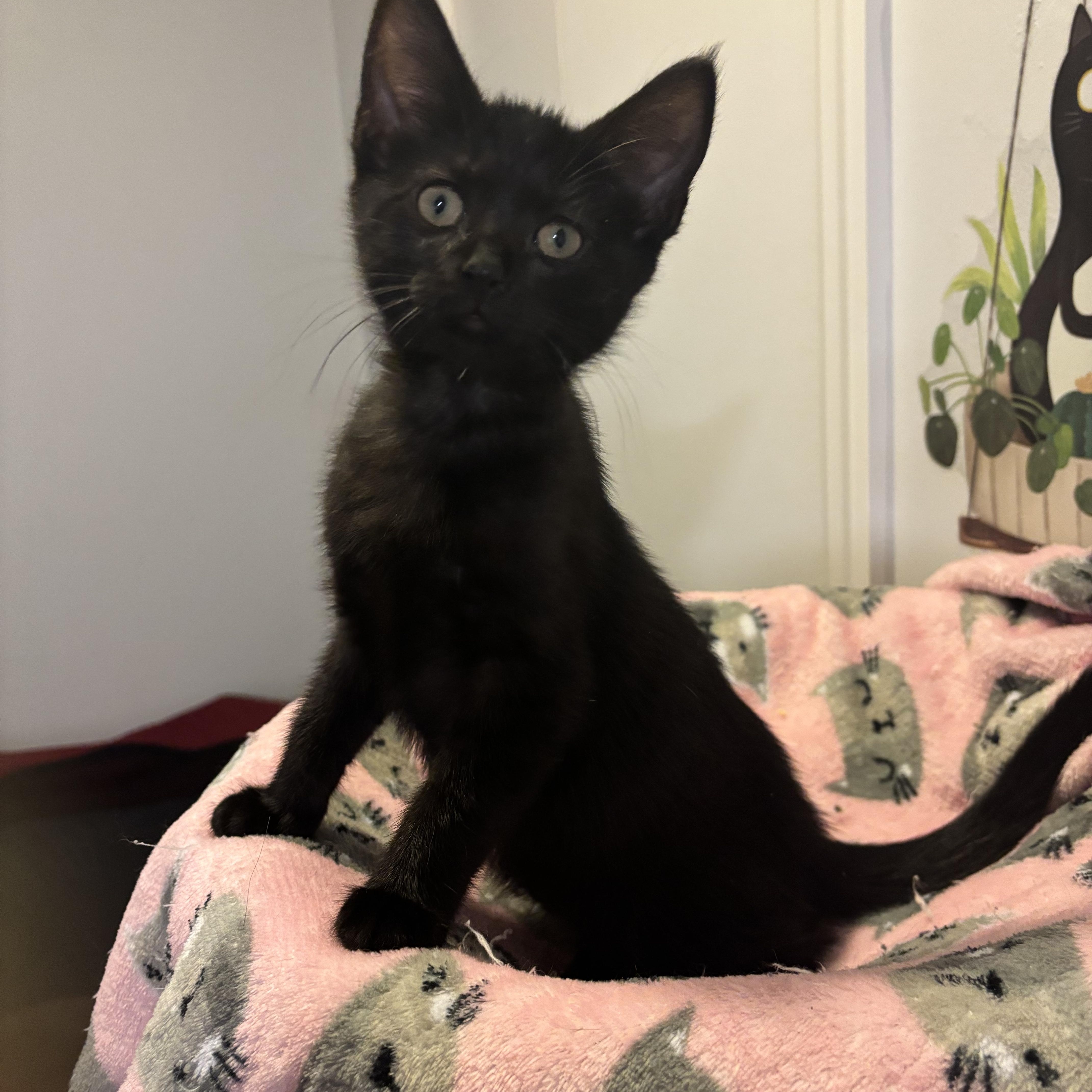 VIOLET - ADOPTION PENDING 3