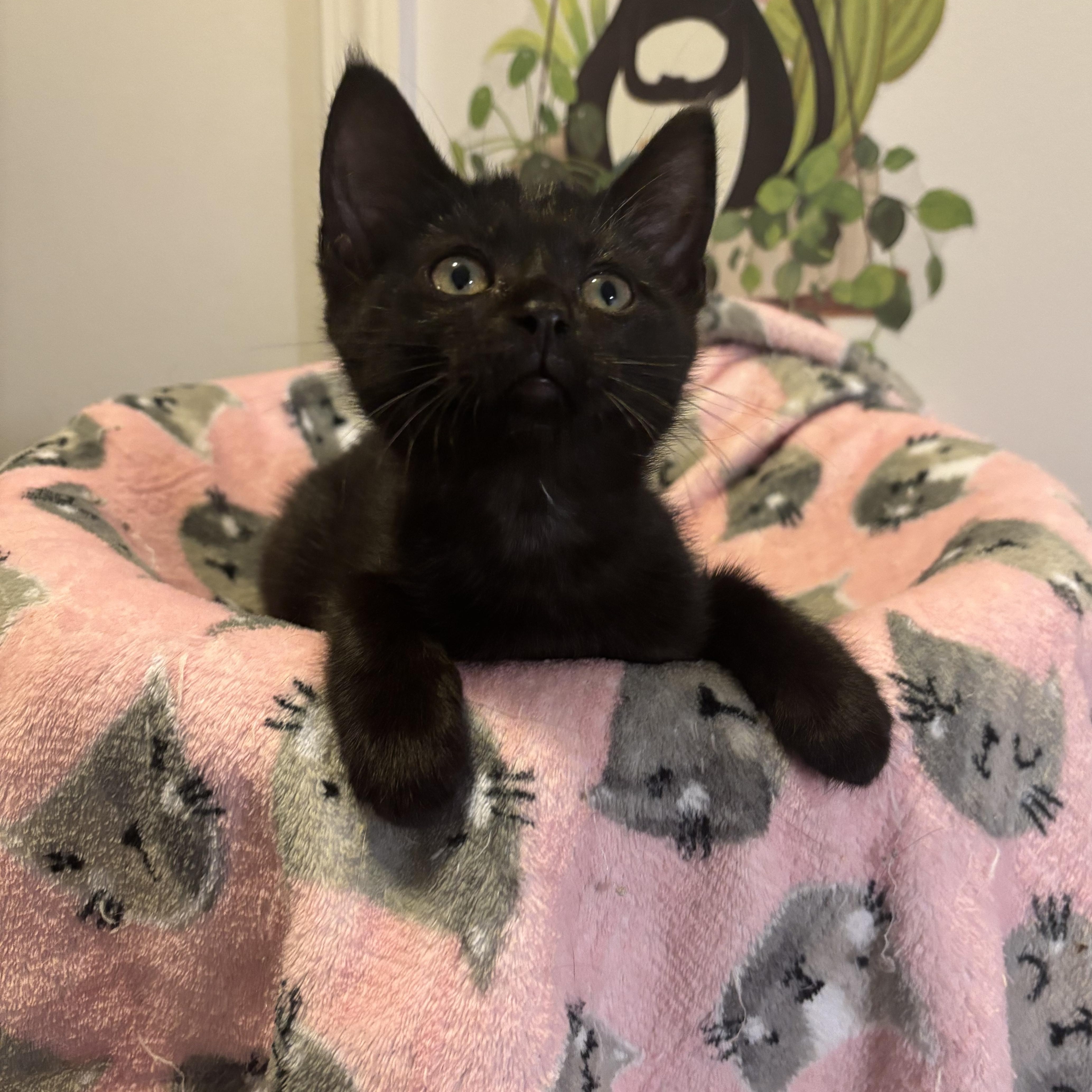 VIOLET - ADOPTION PENDING