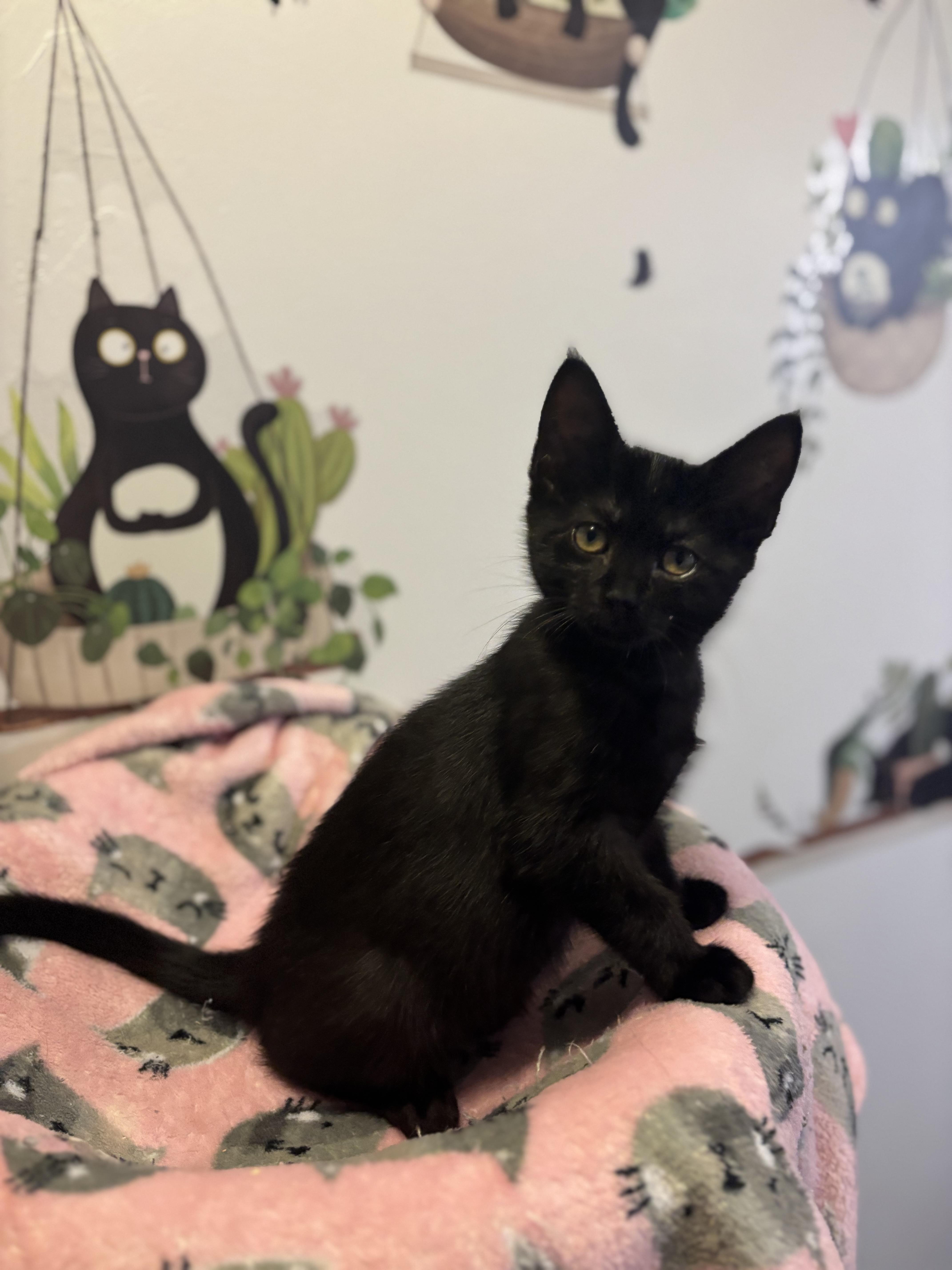 VIOLET - ADOPTION PENDING 5