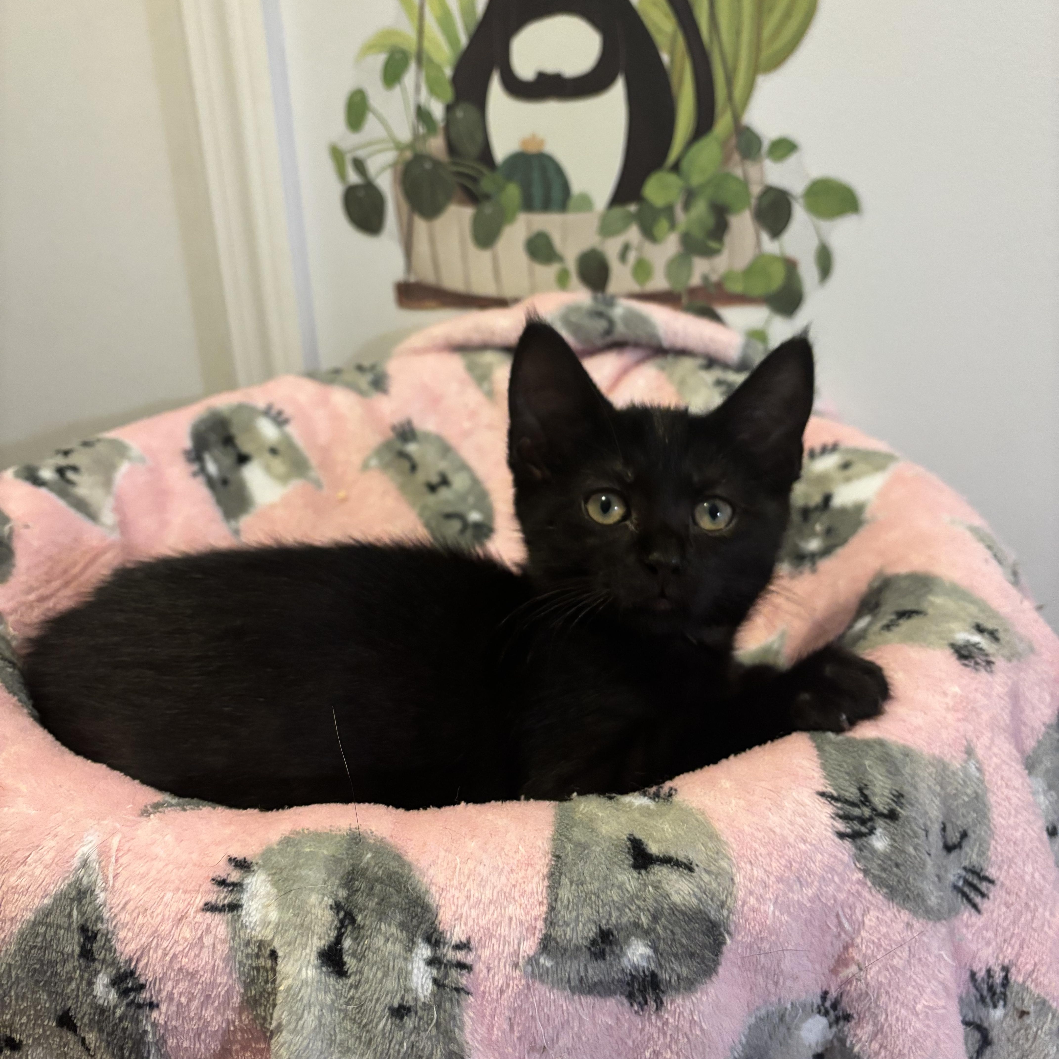 VIOLET - ADOPTION PENDING 4