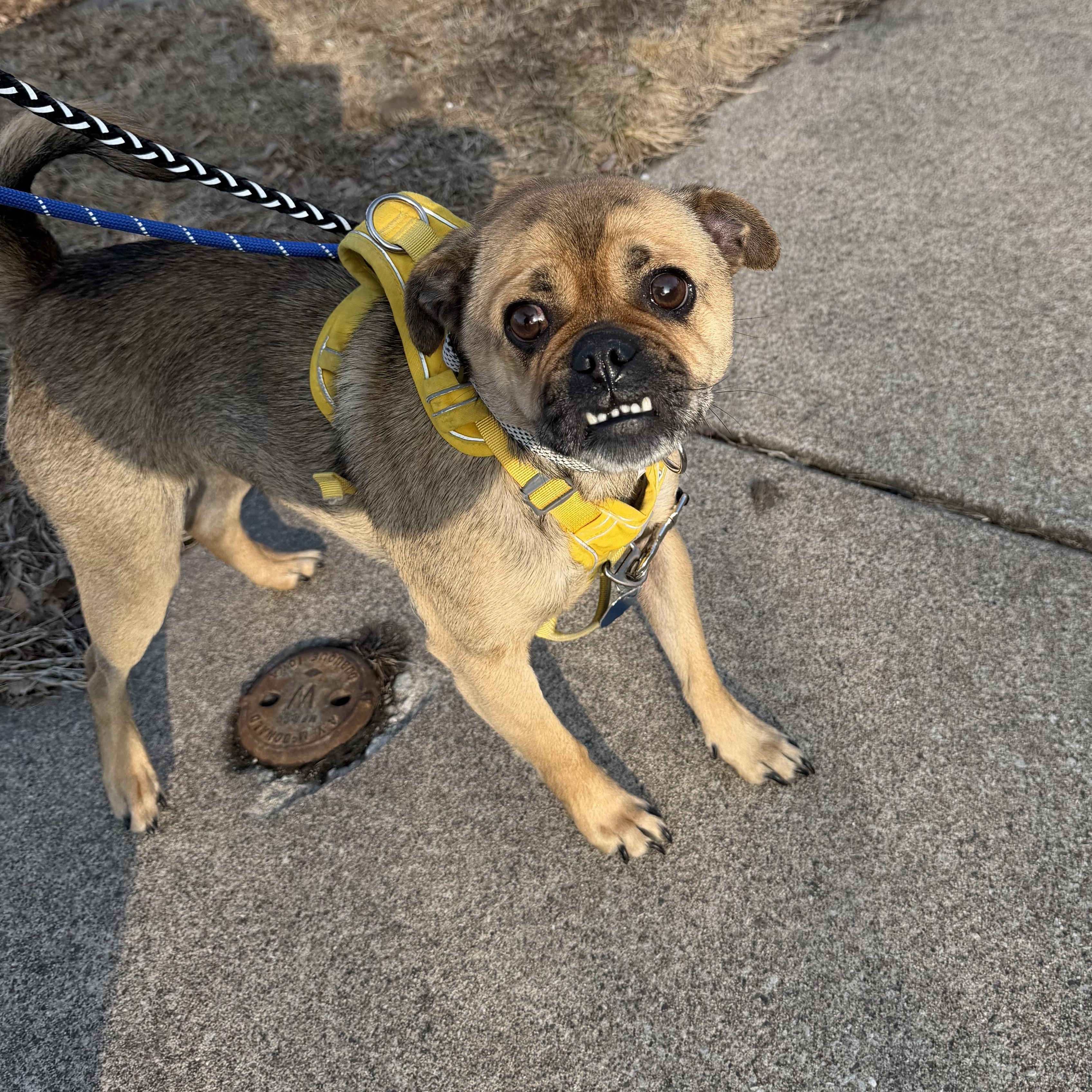 Enlarge Wilbur Dean, an adopted mixed breed in Bettendorf, IA image 2/4