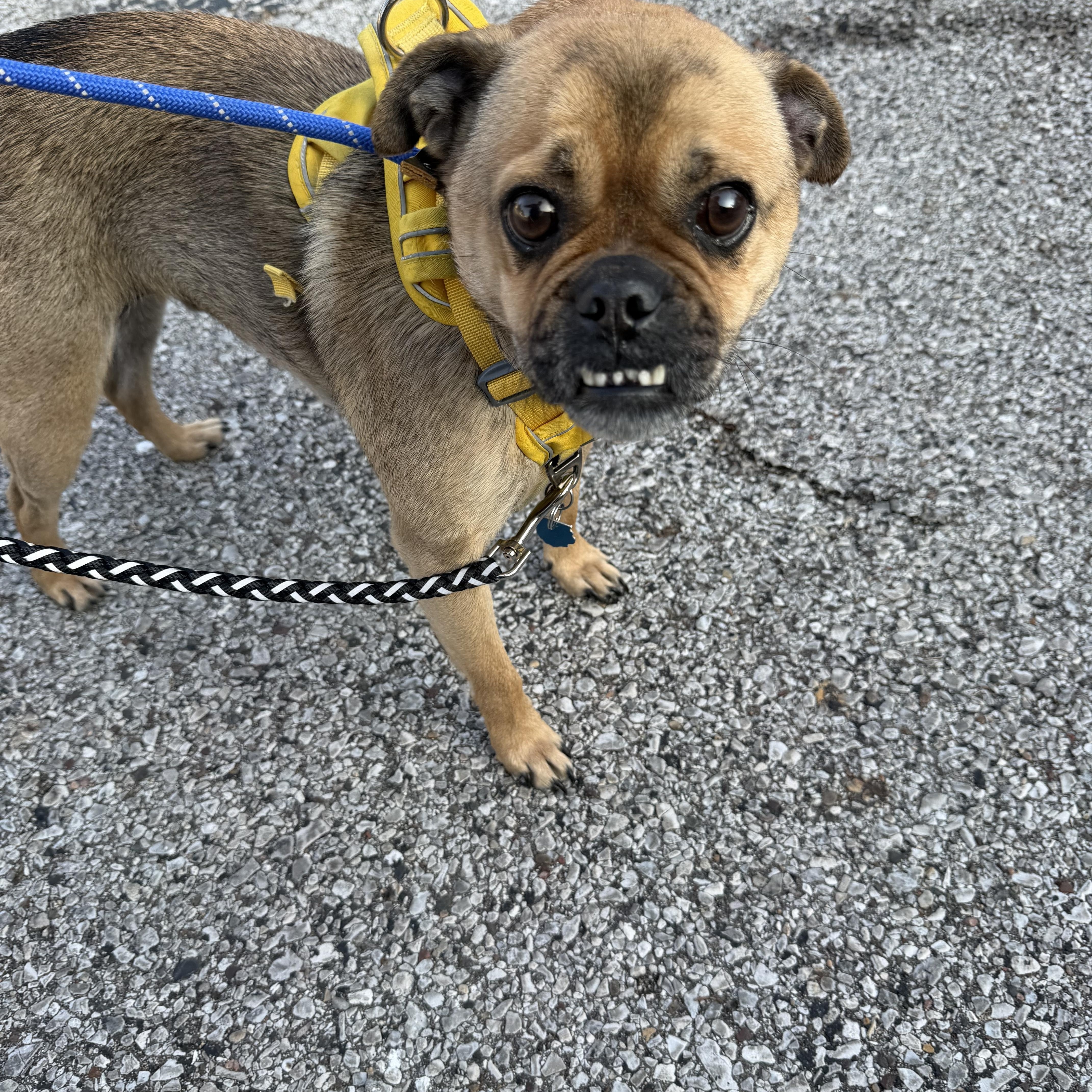 Wilbur Dean, adopted, Adult Male Pug & Chihuahua.
