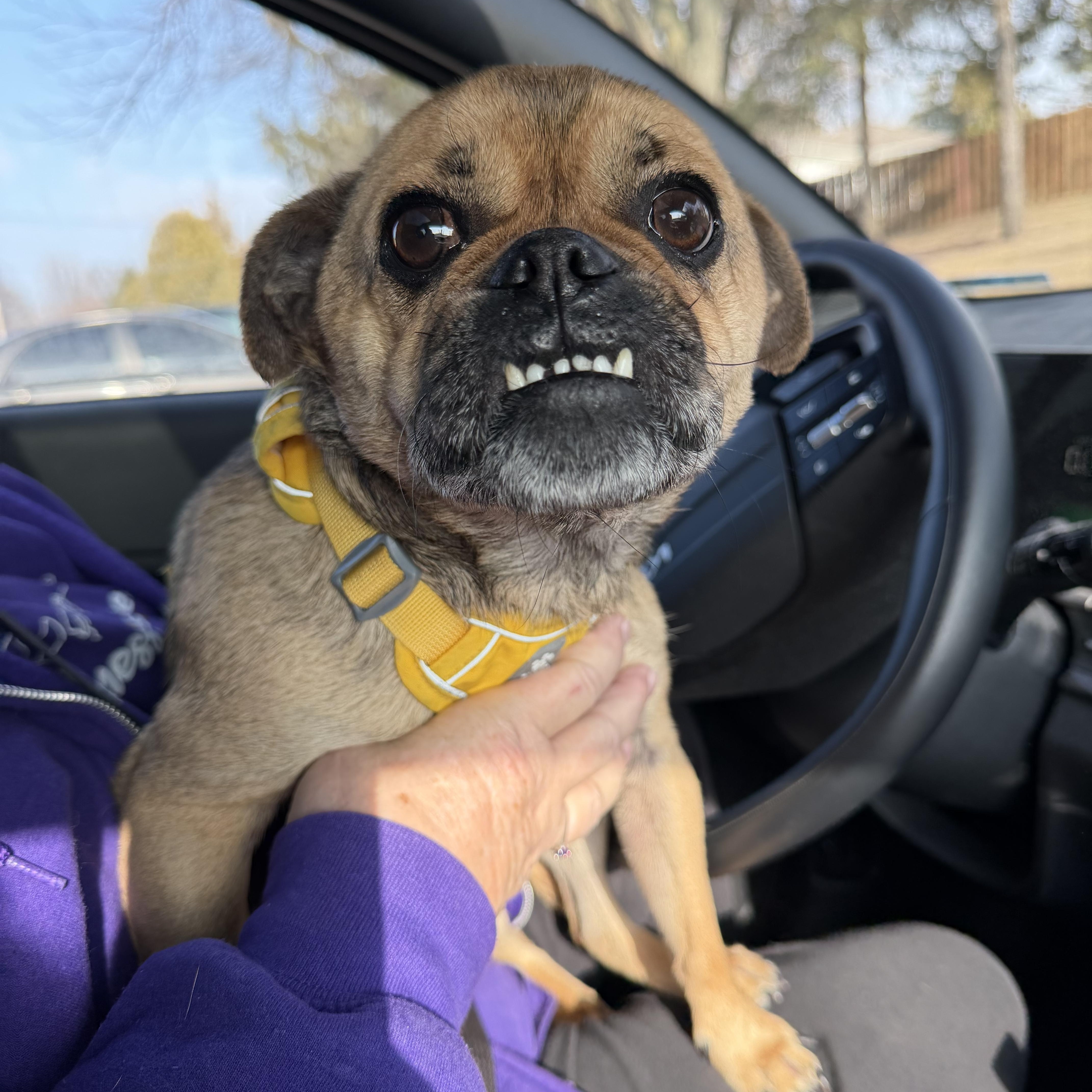Enlarge Wilbur Dean, an adopted mixed breed in Bettendorf, IA image 3/4