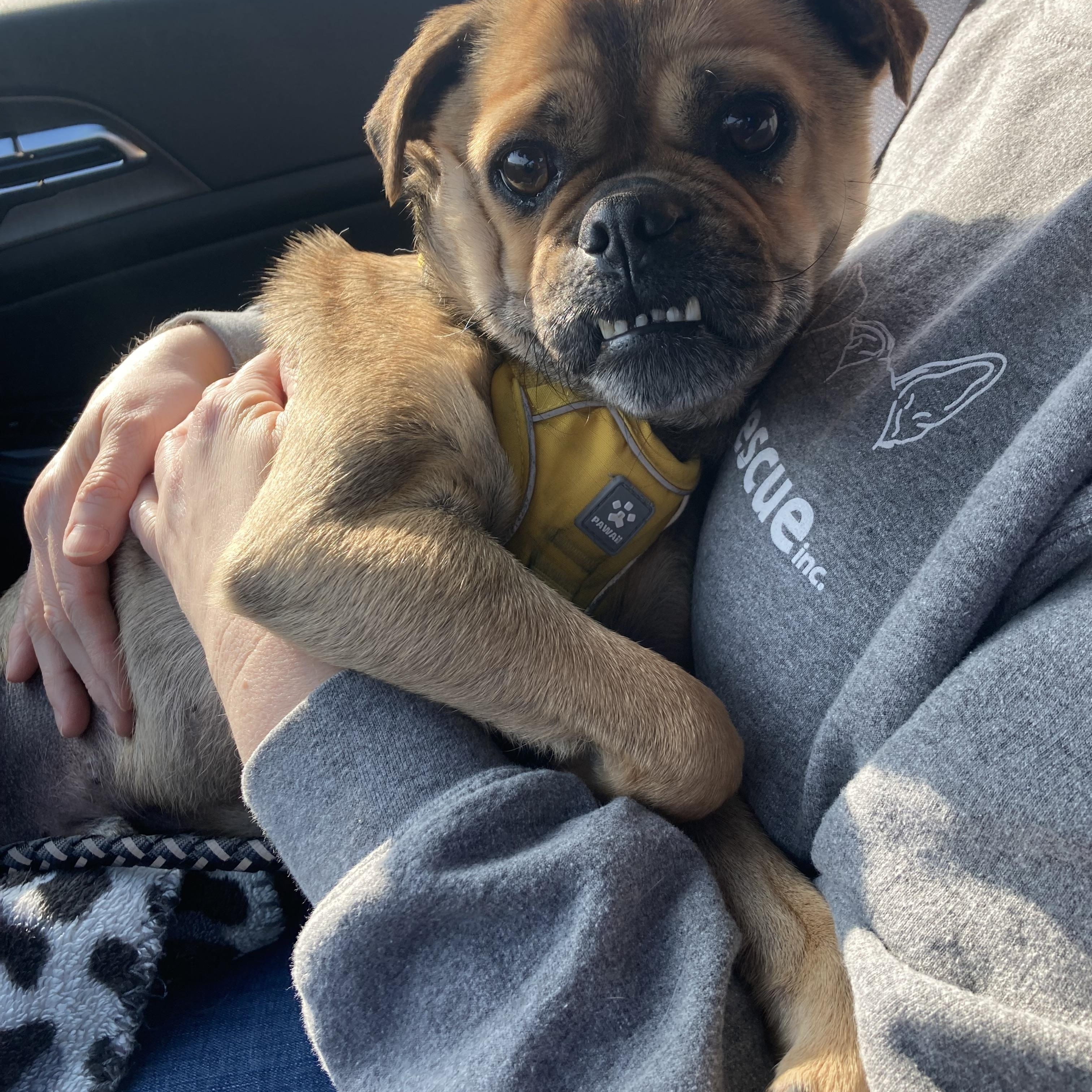 Enlarge Wilbur Dean, an adopted mixed breed in Bettendorf, IA image 4/4