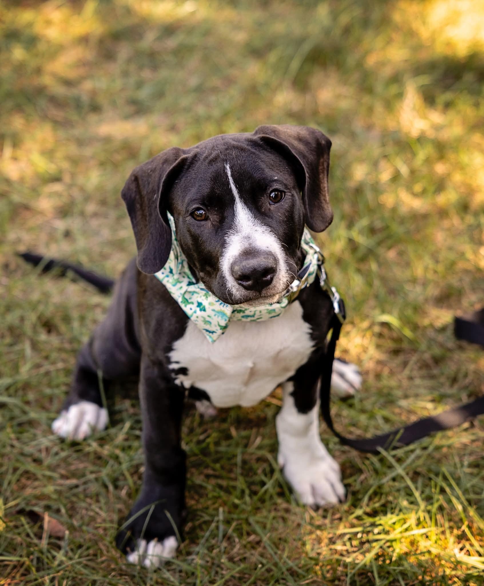 Spruce, a Adoptable Pit Bull Terrier in Niles, IL image 1/6