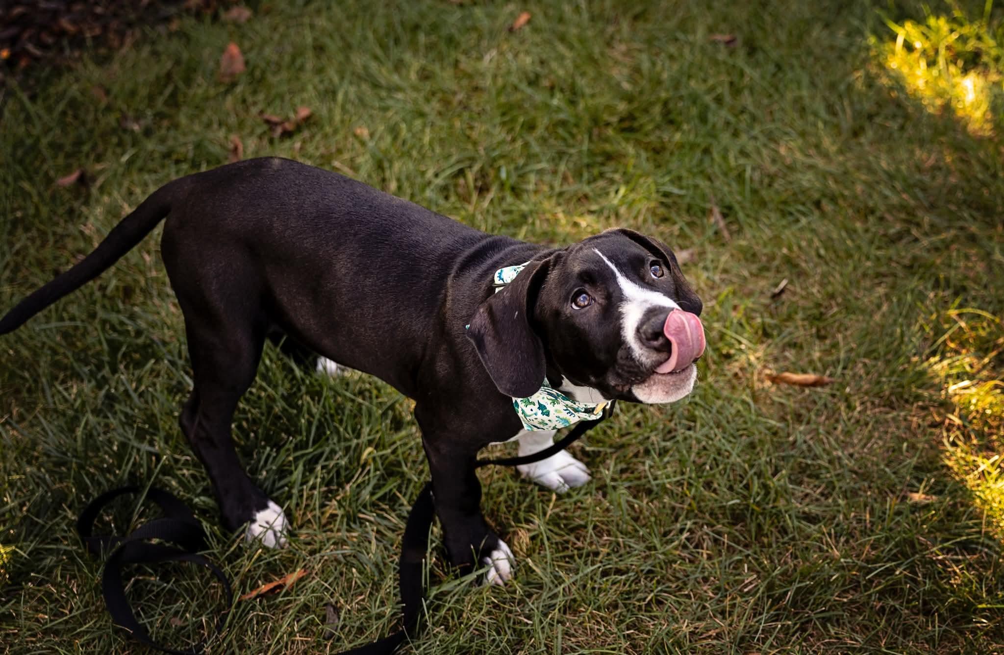 Spruce, a Adoptable Pit Bull Terrier in Niles, IL image 2/6