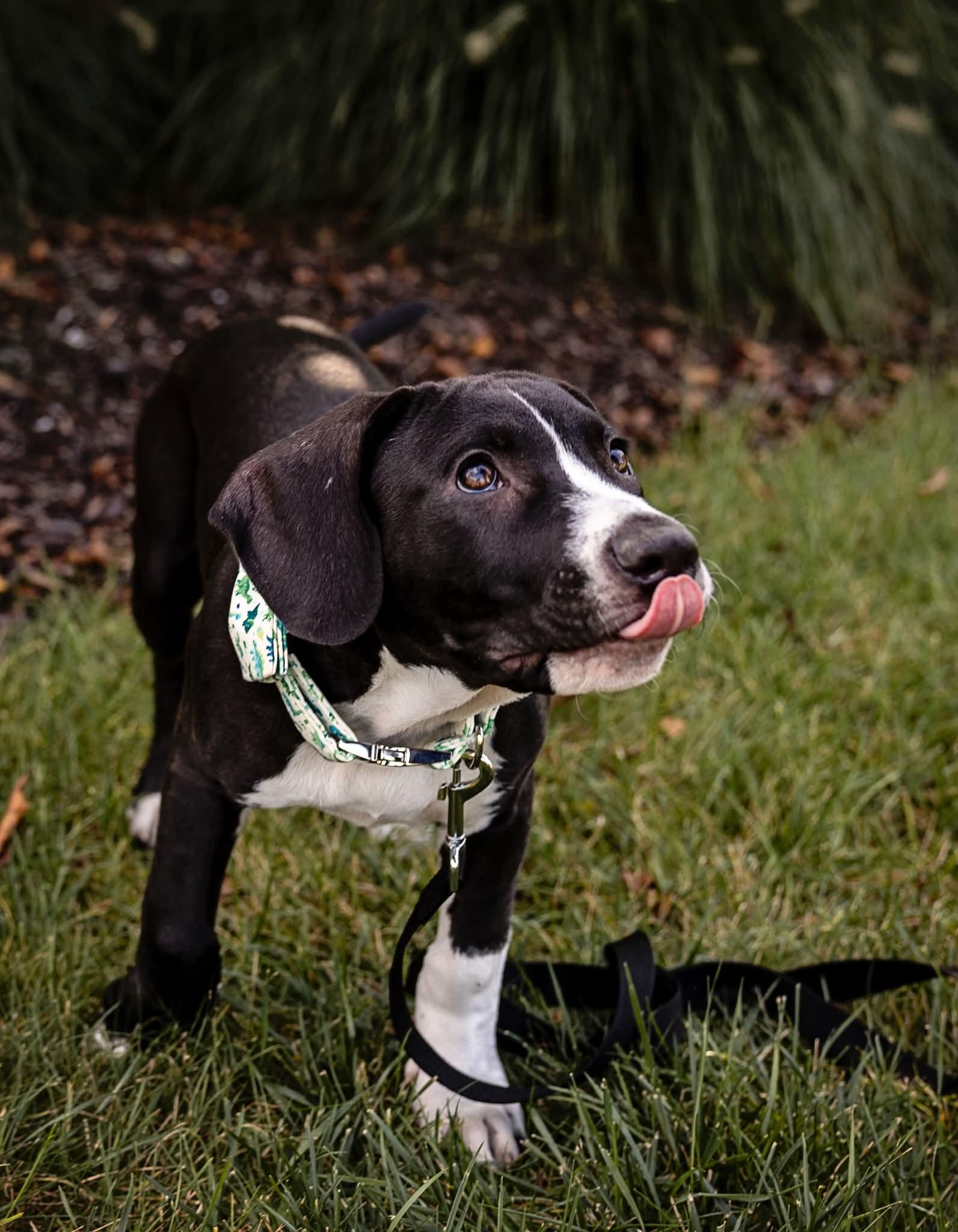 Spruce, a Adoptable Pit Bull Terrier in Niles, IL image 3/6