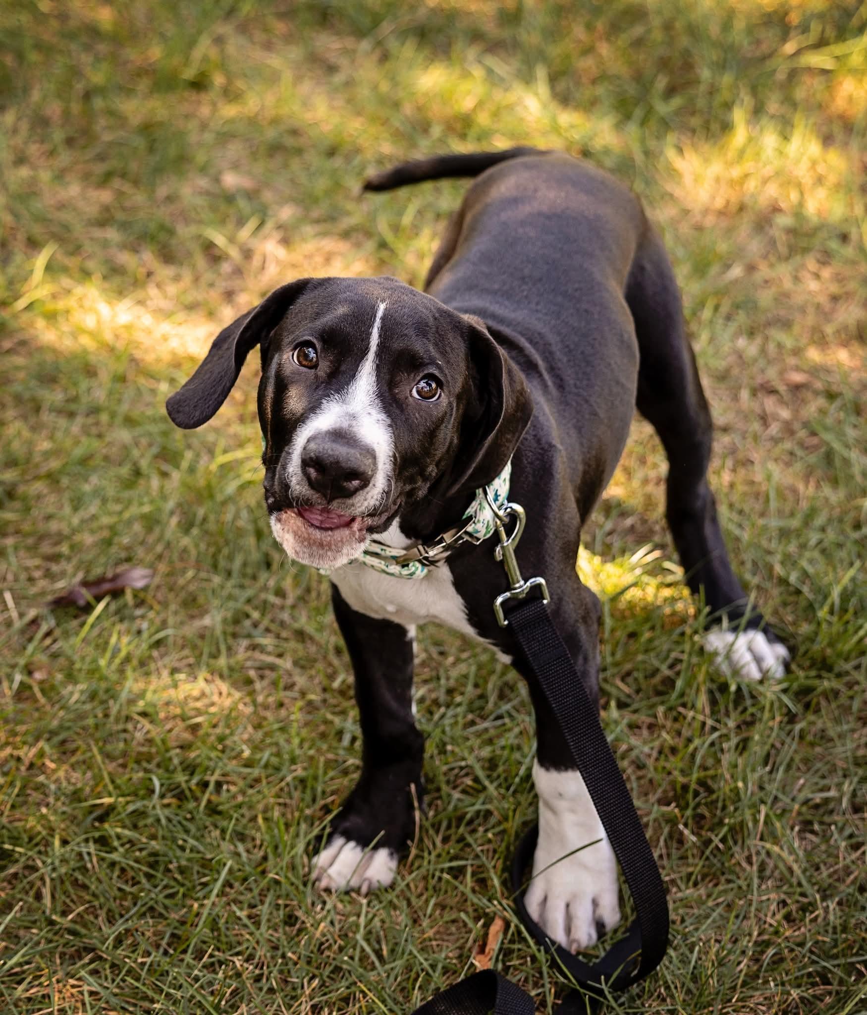 Spruce, a Adoptable Pit Bull Terrier in Niles, IL image 4/6