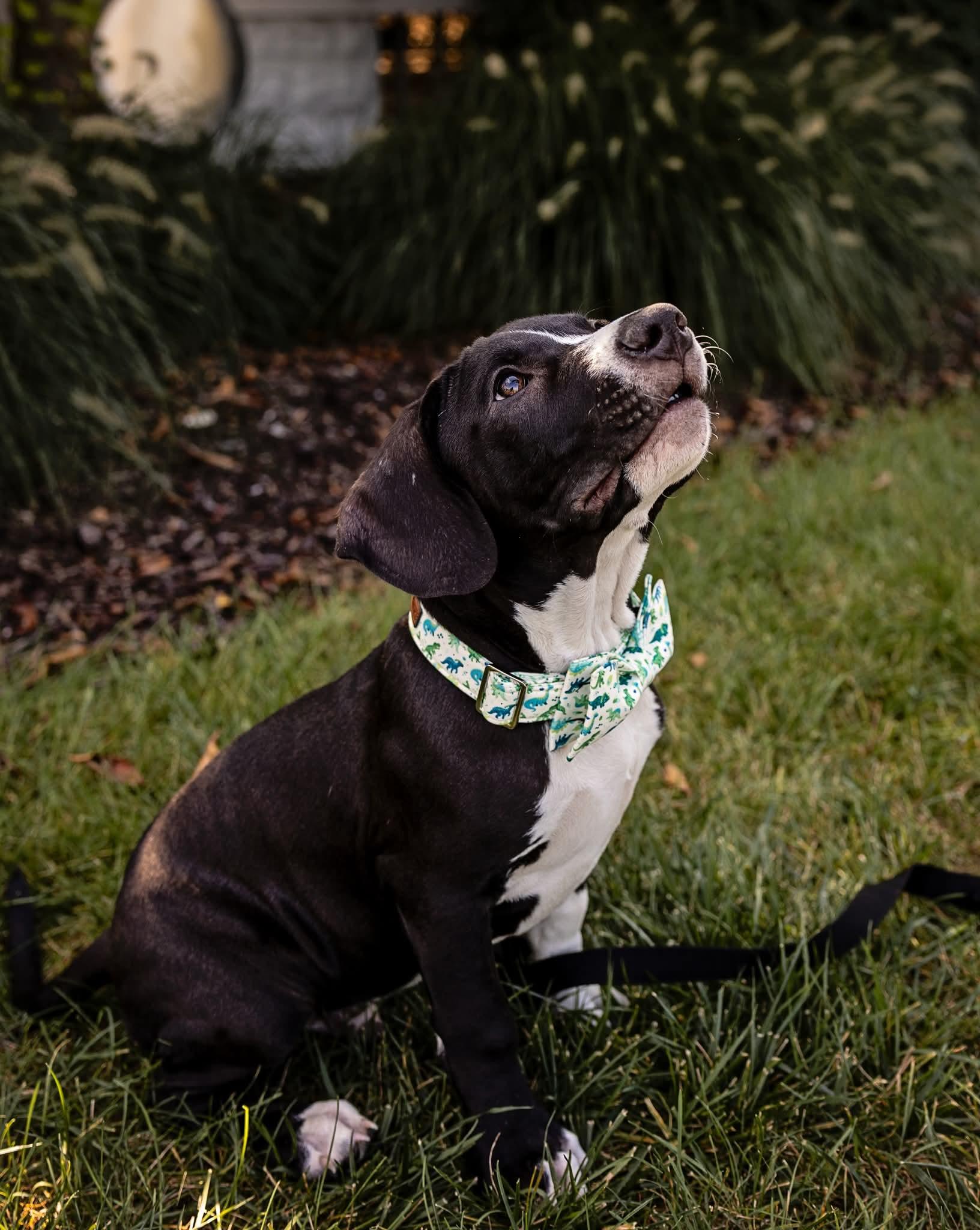 Spruce, a Adoptable Pit Bull Terrier in Niles, IL image 5/6