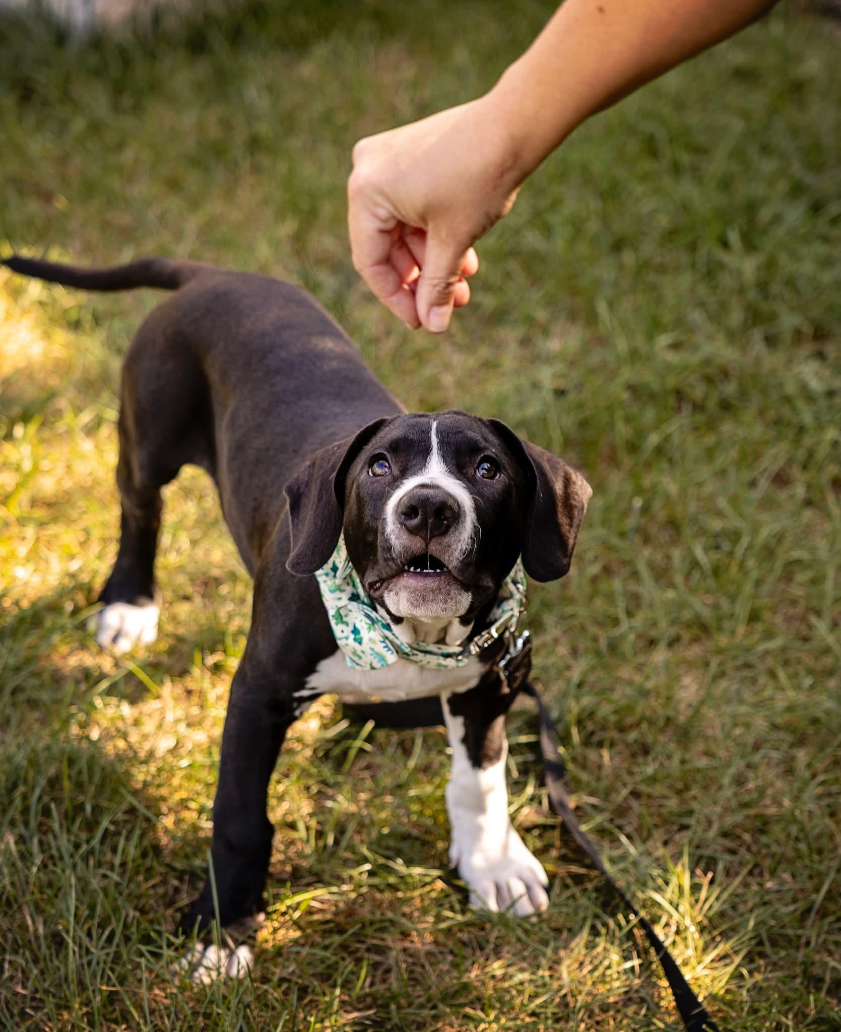 Spruce, a Adoptable Pit Bull Terrier in Niles, IL image 6/6