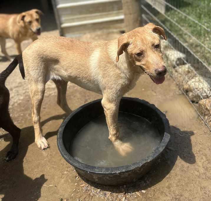Abel, Adoptable, Puppy Male Labrador Retriever.