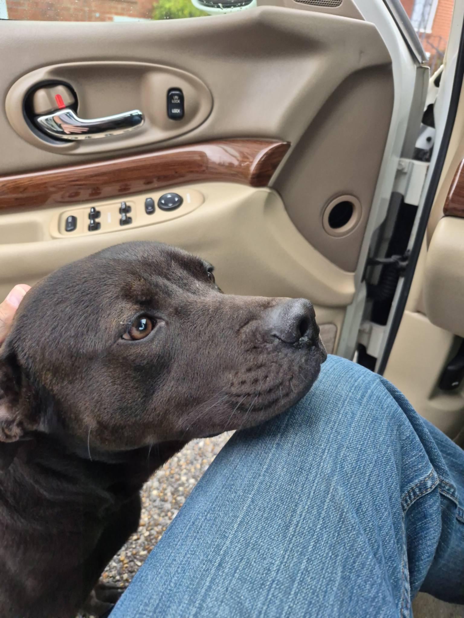 Enlarge Louie - Purebred Lovehound/Lab/Retriever Mix, House Trained, Dog Friendly, Up to date on Shots, a Adoptable mixed breed in Chattanooga, TN image 2/3
