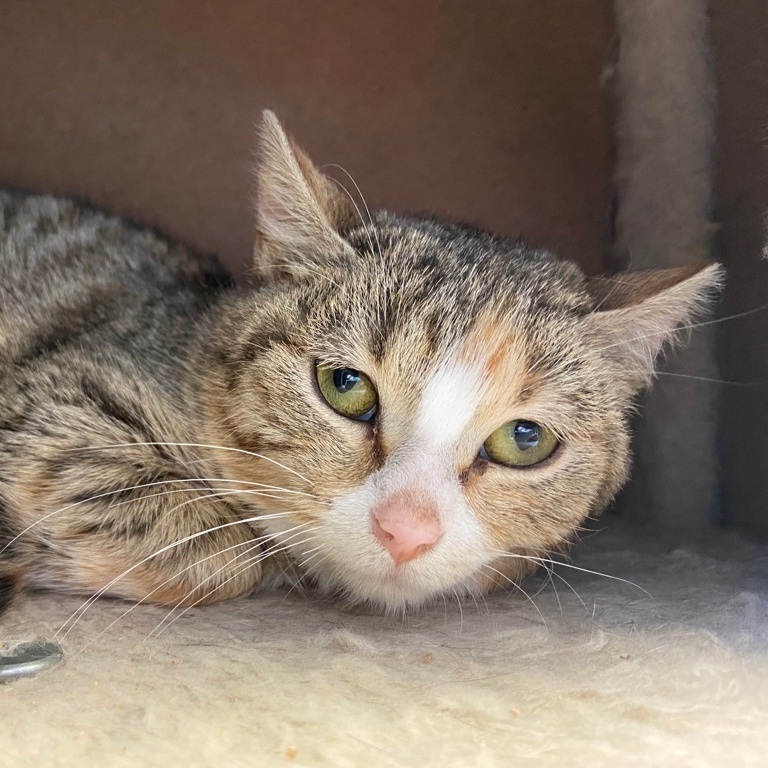 Pinky Possum, an adoptable Domestic Short Hair, Tabby in Columbia, MO, 65203 | Photo Image 6
