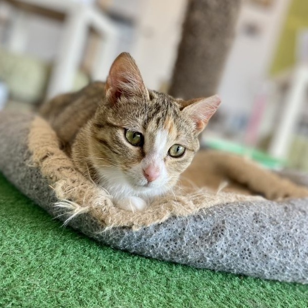 Pinky Possum, an adoptable Domestic Short Hair, Tabby in Columbia, MO, 65203 | Photo Image 4
