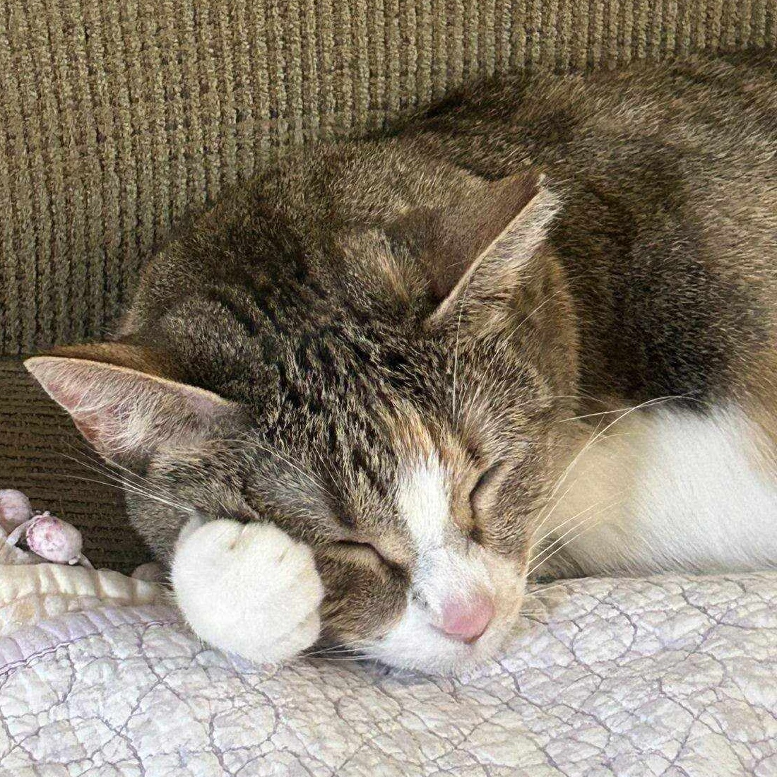 Pinky Possum, an adoptable Domestic Short Hair, Tabby in Columbia, MO, 65203 | Photo Image 3