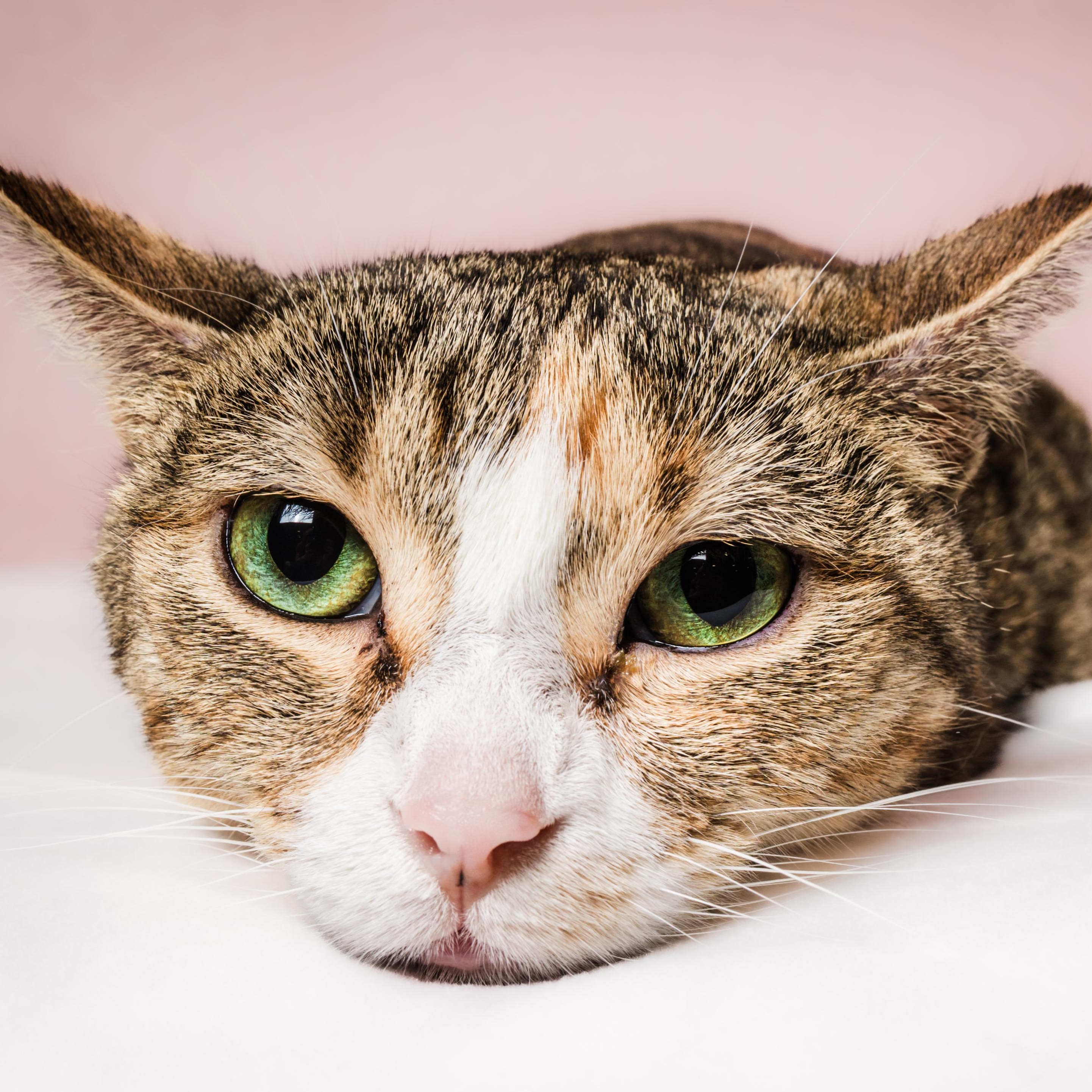 Pinky Possum, an adoptable Domestic Short Hair, Tabby in Columbia, MO, 65203 | Photo Image 2