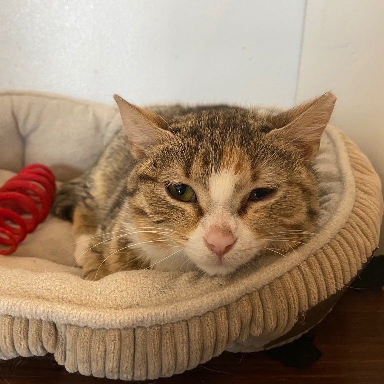 Pinky Possum, an adoptable Domestic Short Hair, Tabby in Columbia, MO, 65203 | Photo Image 5