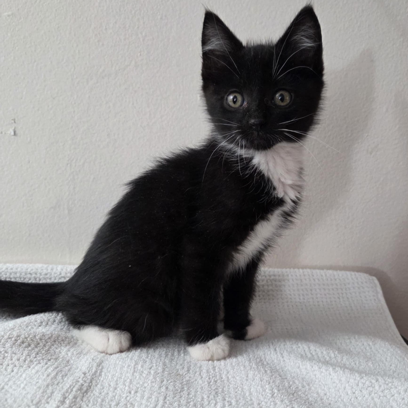 Pre-Adoption: Oracle, Baby Female unknown